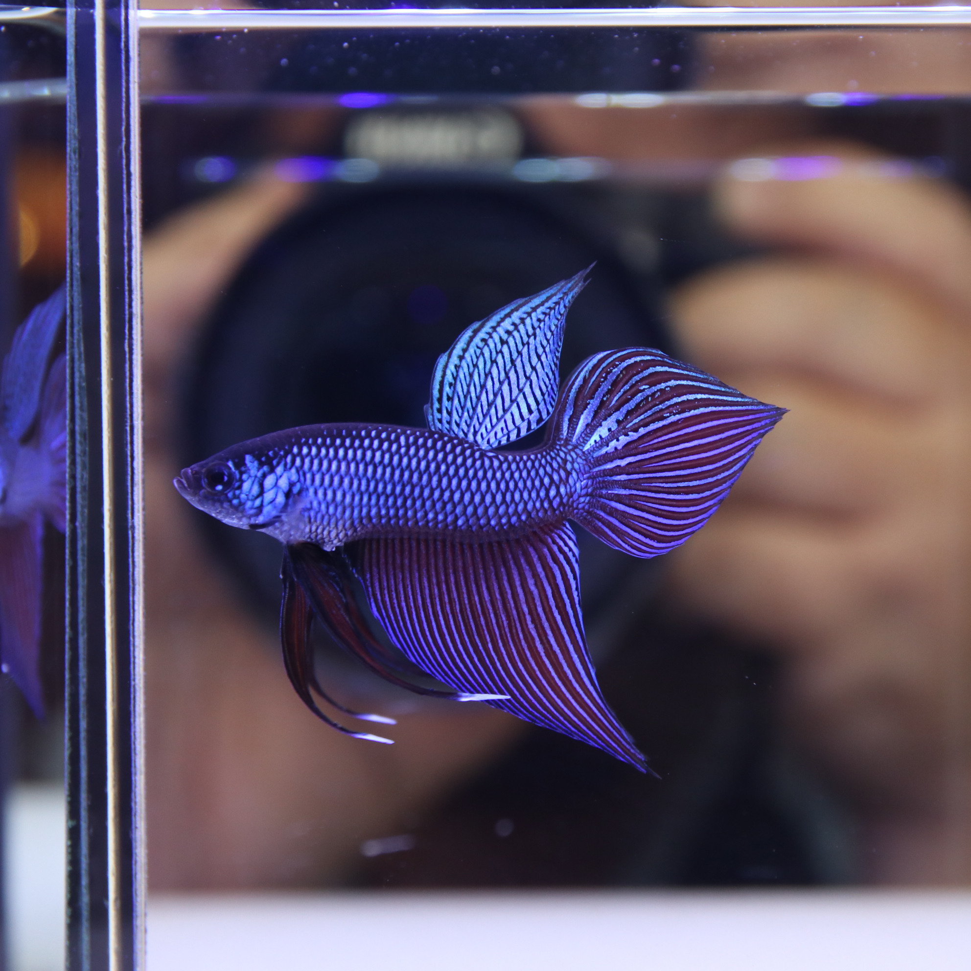 Smaregdina Betta media 3