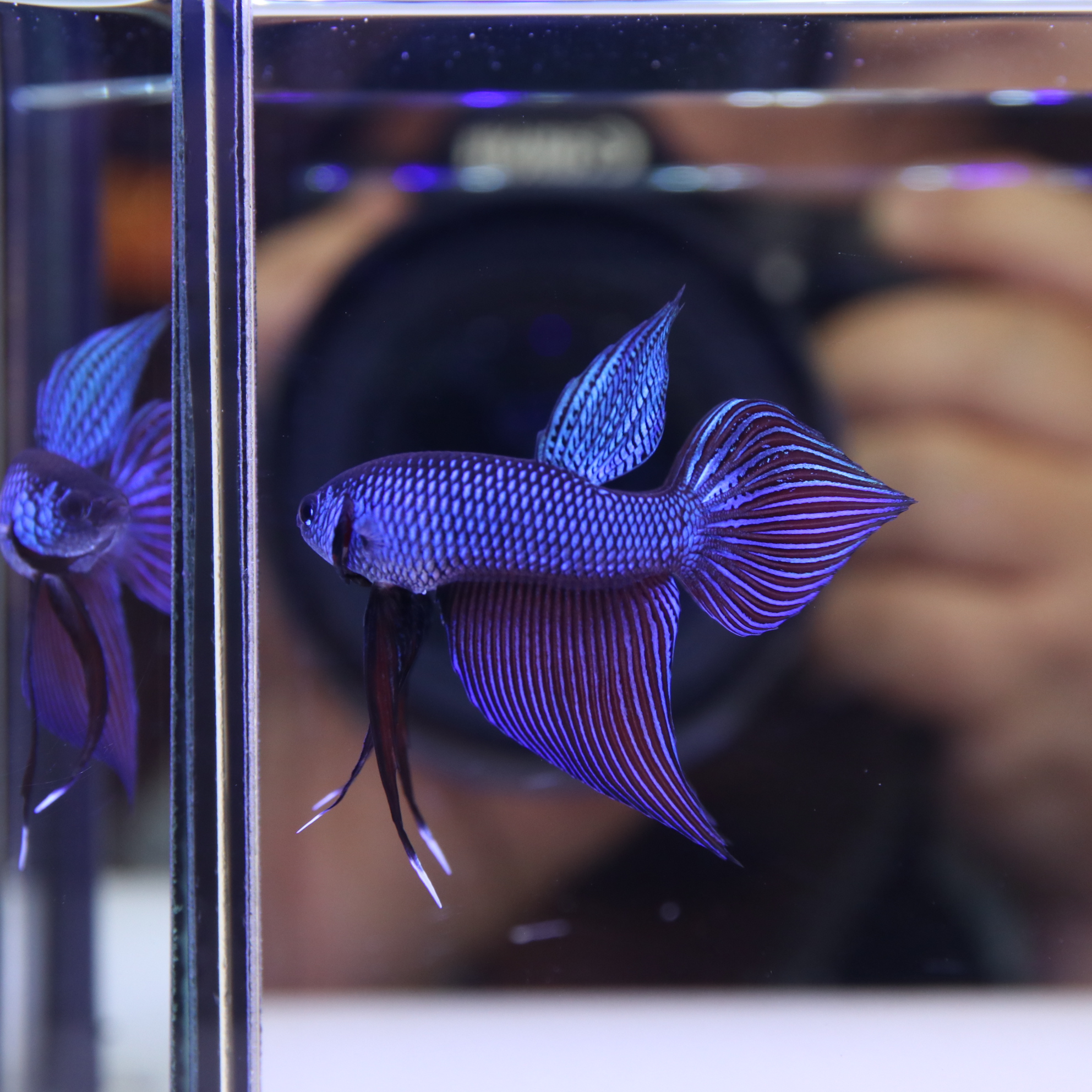 Smaregdina Betta media 4