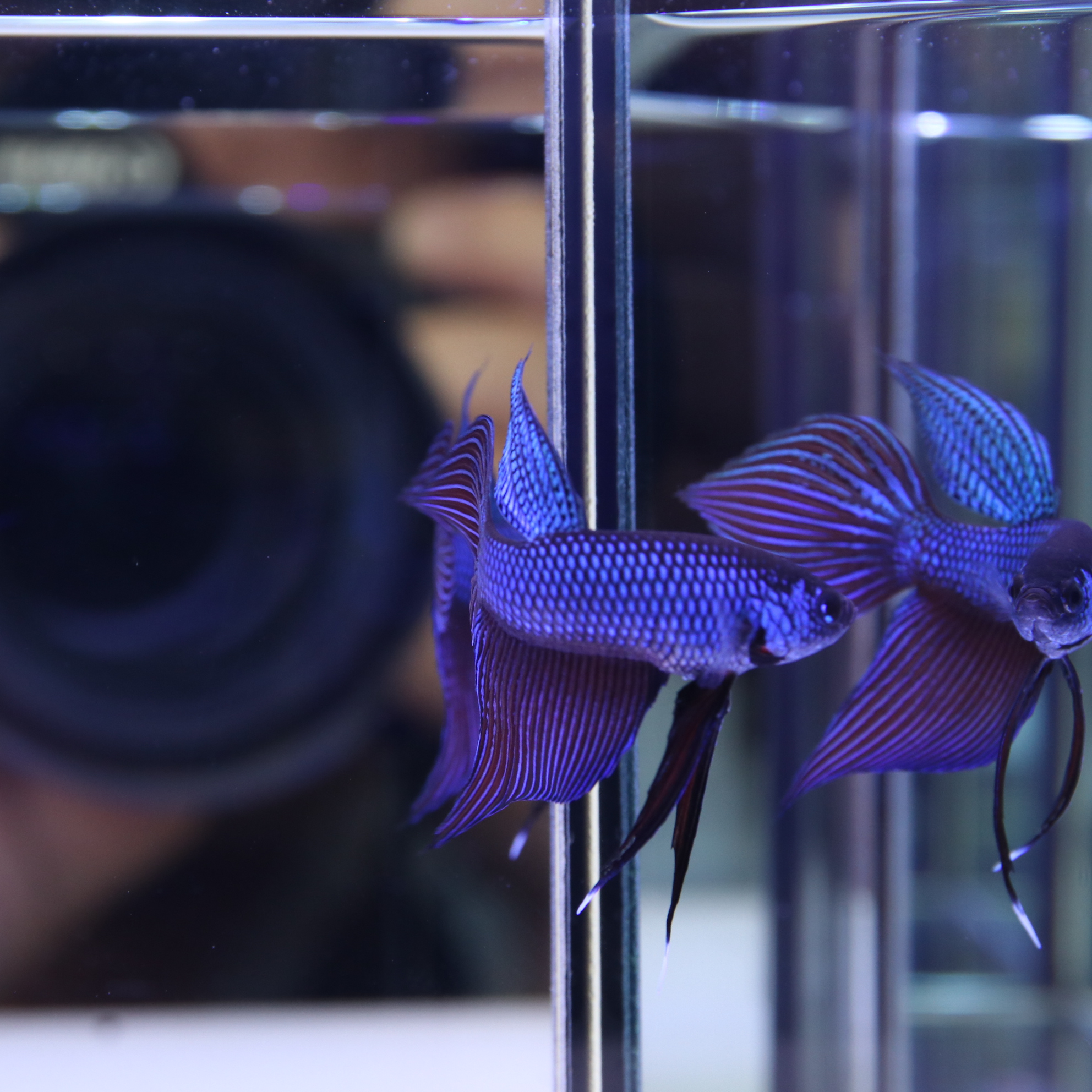 Smaregdina Betta media 2