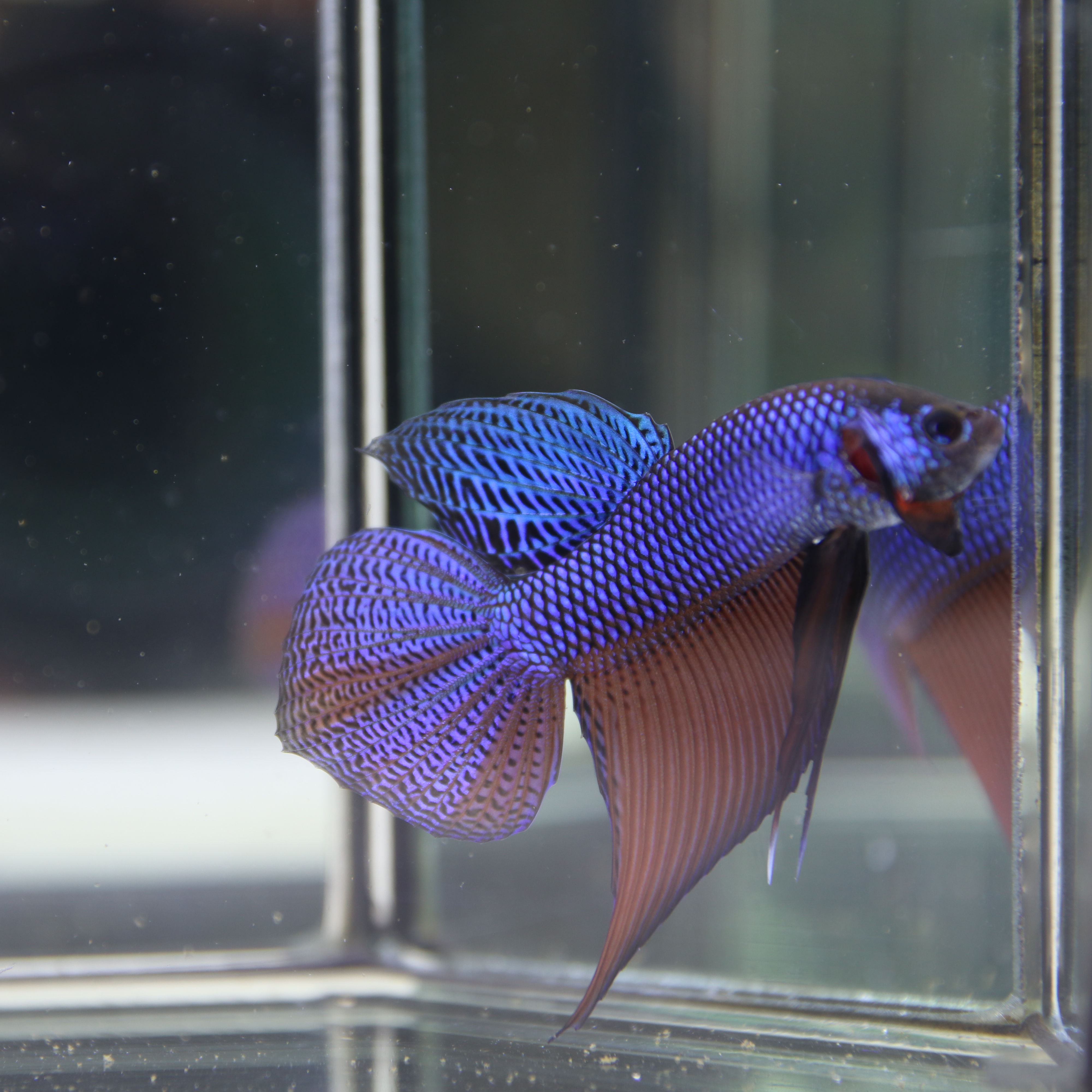 Smaregdina Betta media 10