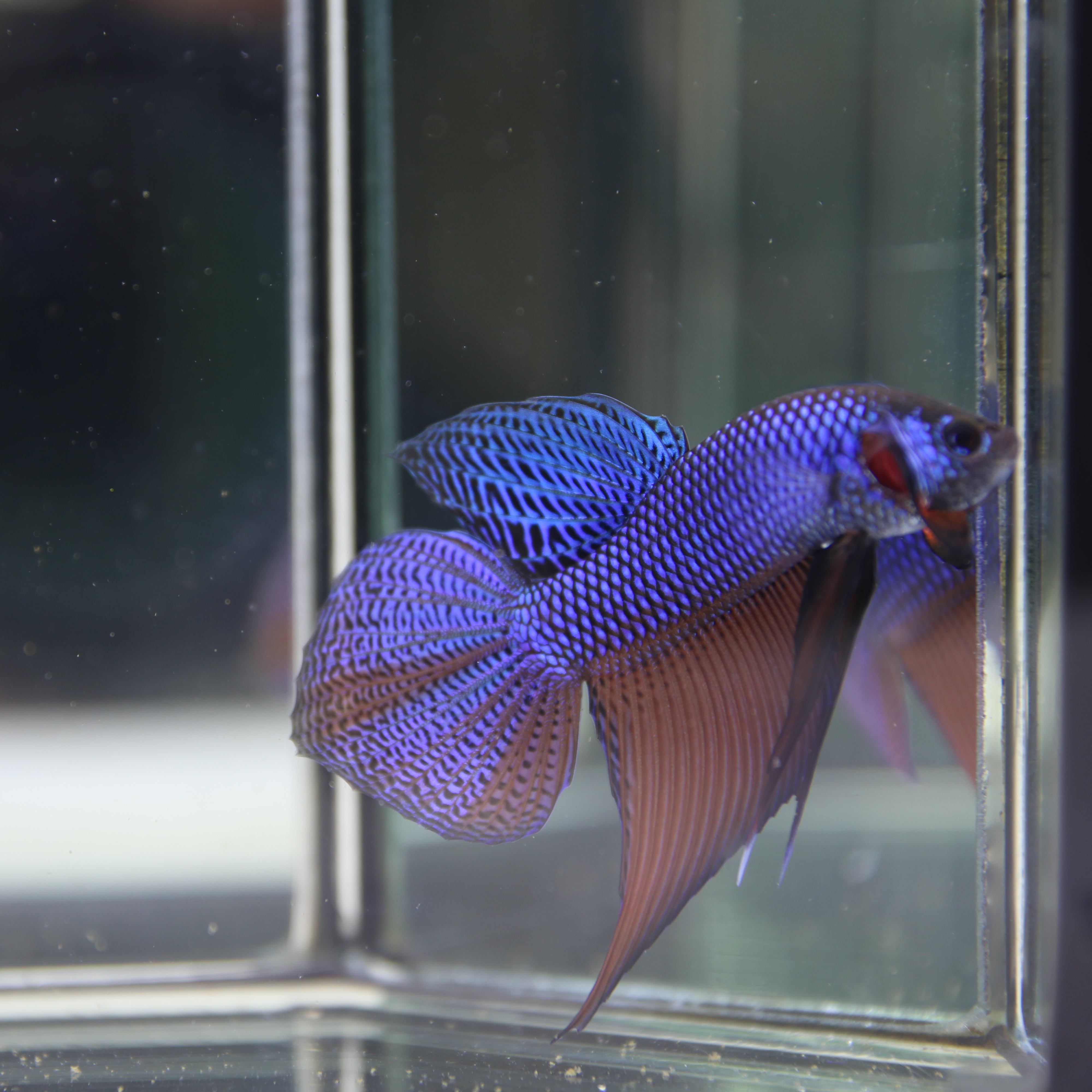 Smaregdina Betta media 11