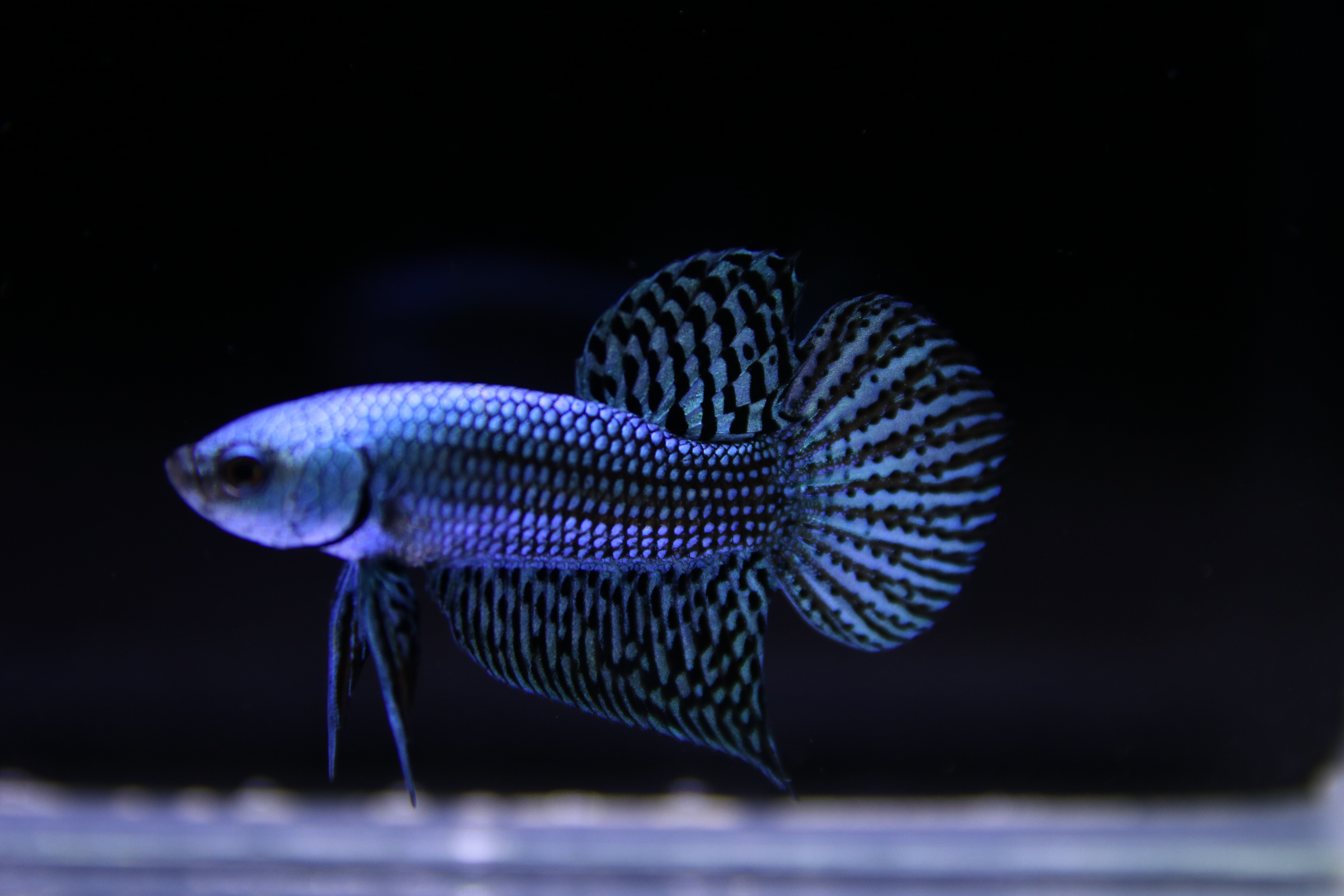 Alien Betta media 2