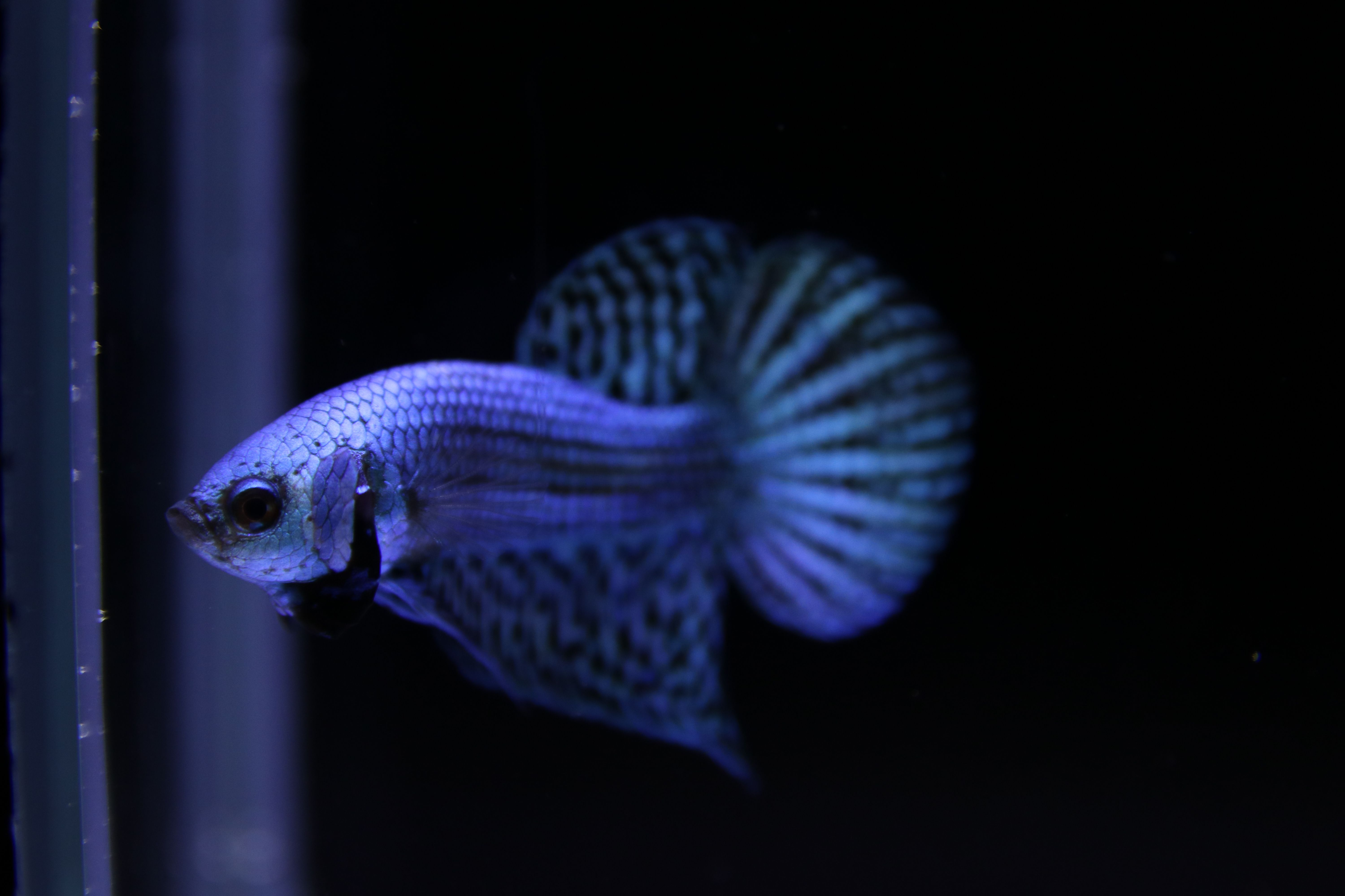 Alien Betta media 3