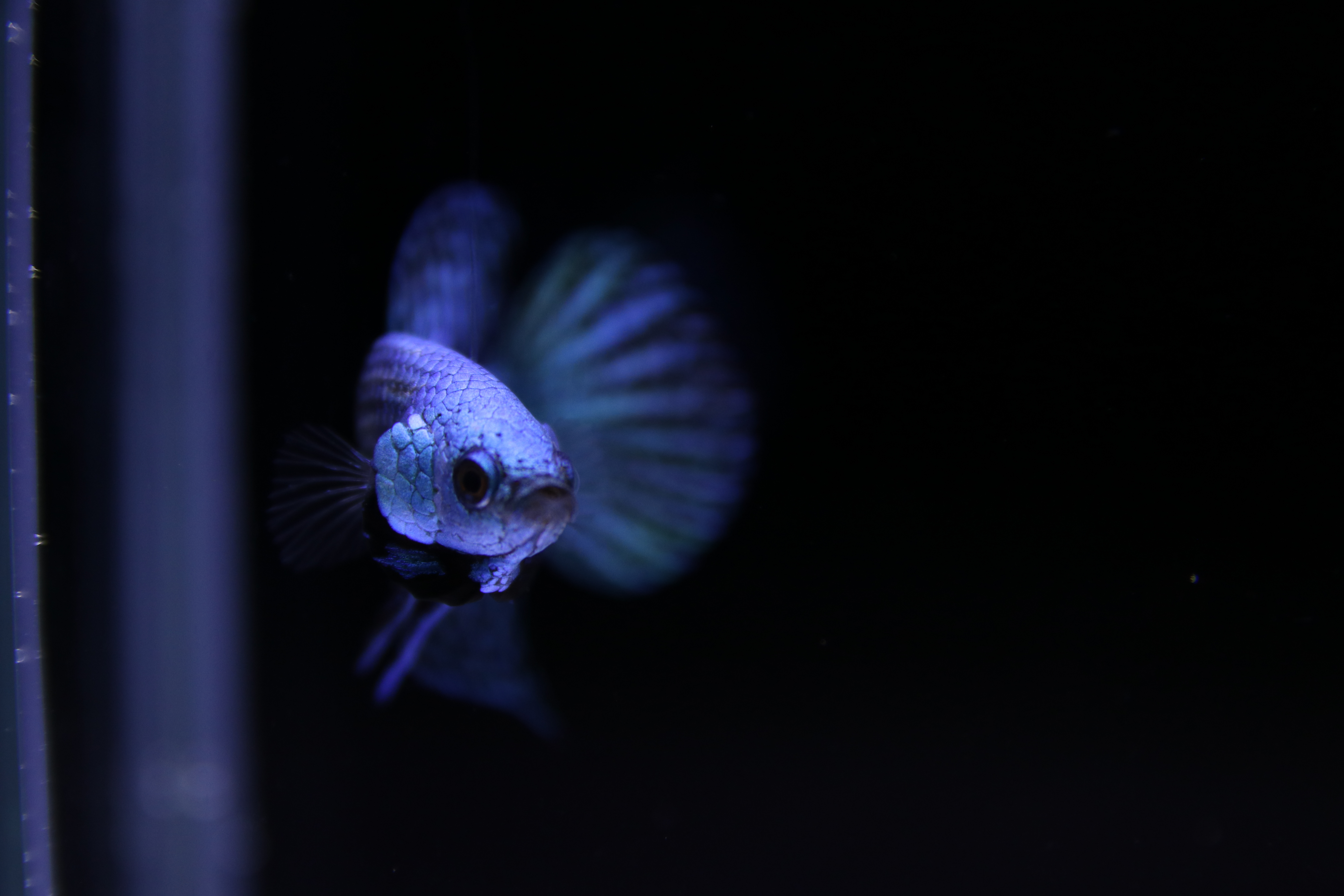 Alien Betta media 4