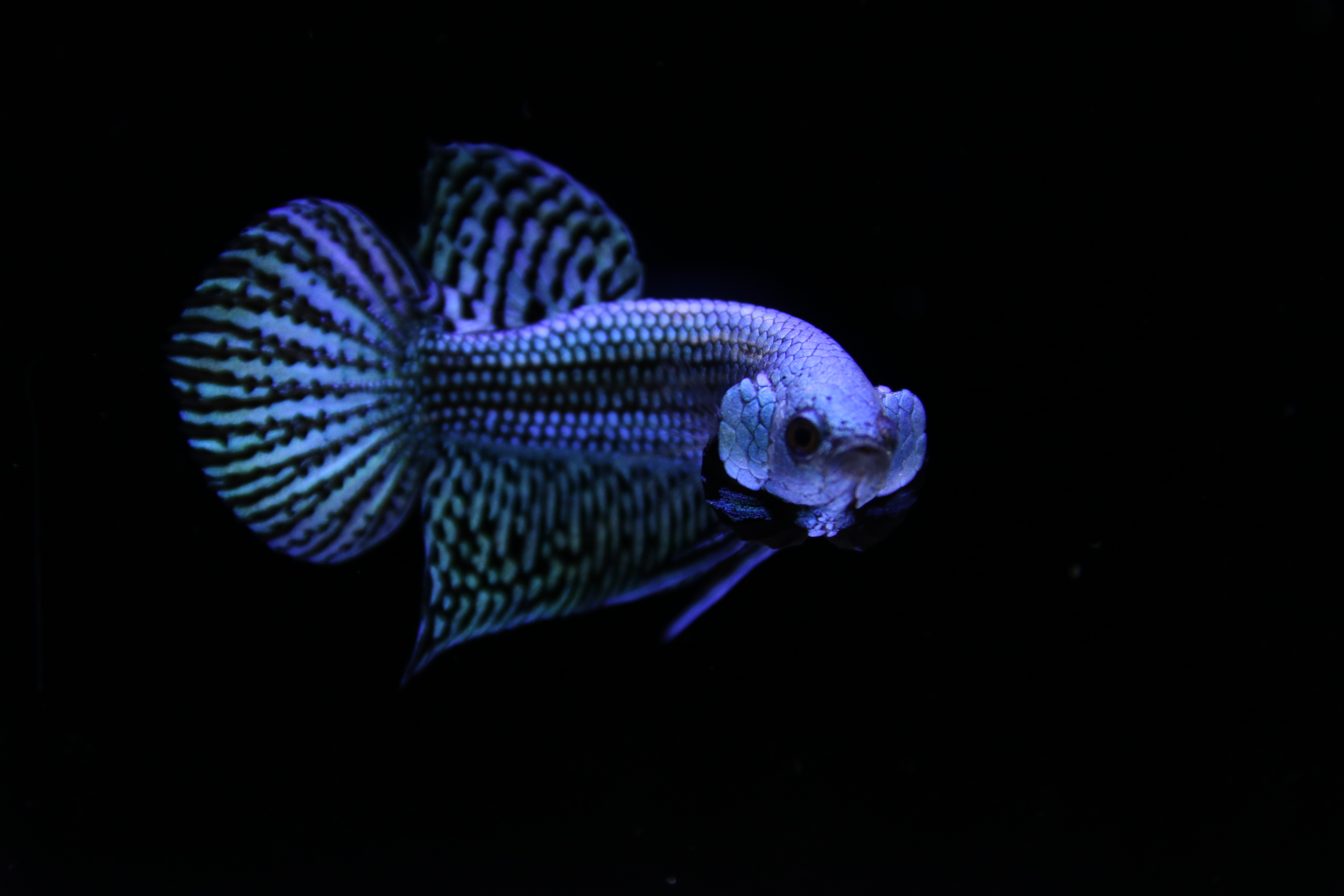 Alien Betta media 9