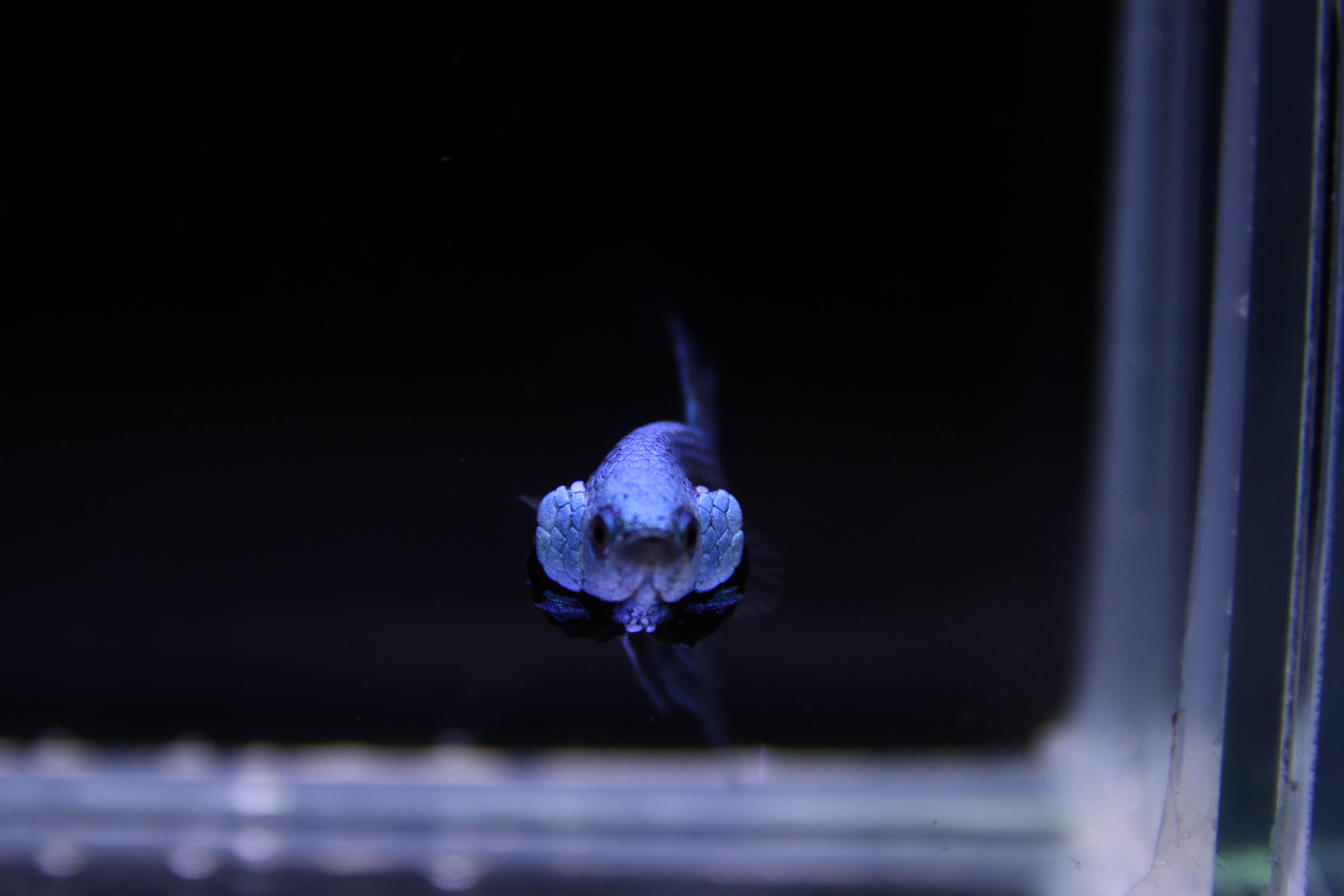 Alien Betta media 11