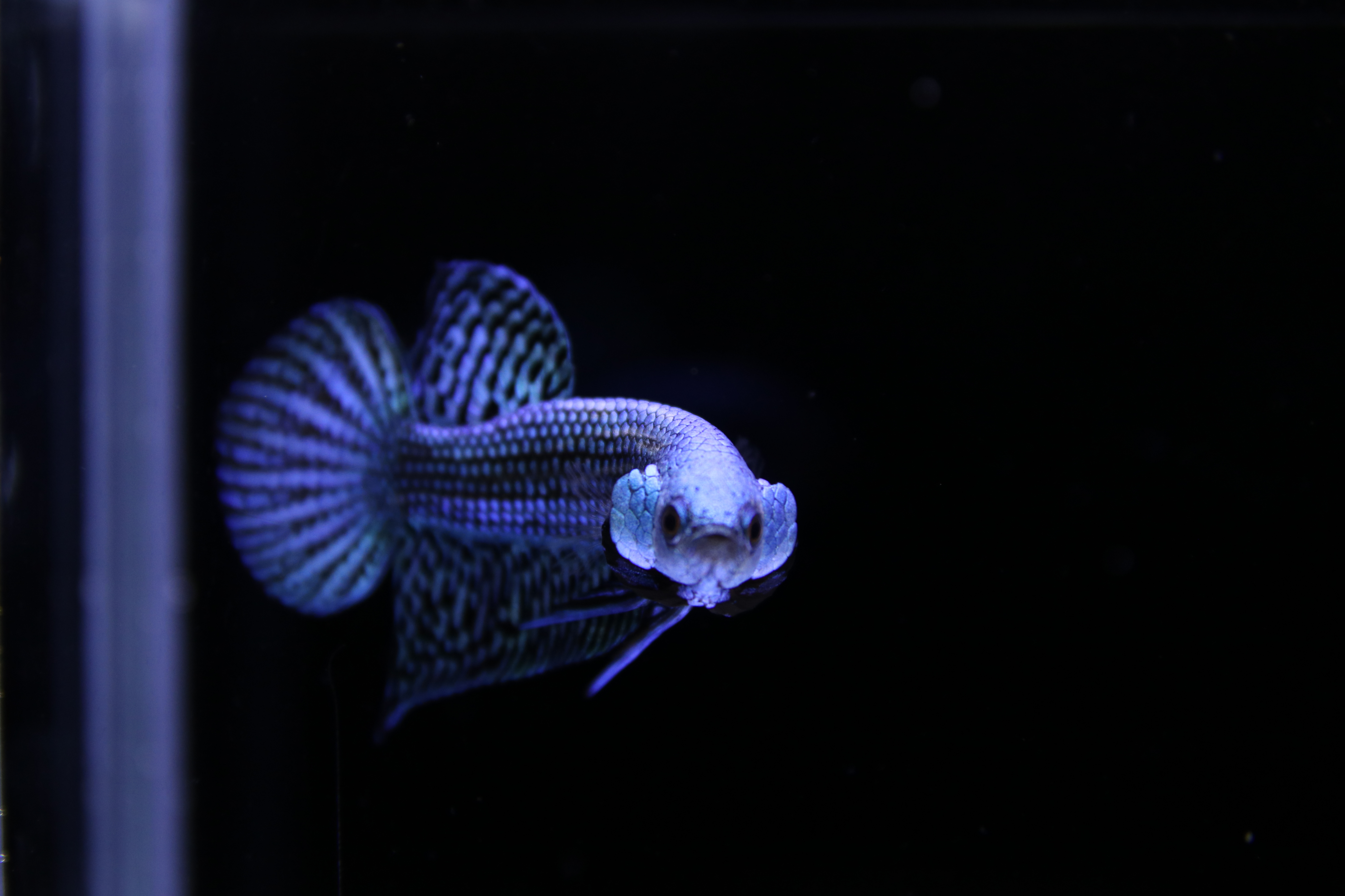 Alien Betta media 12