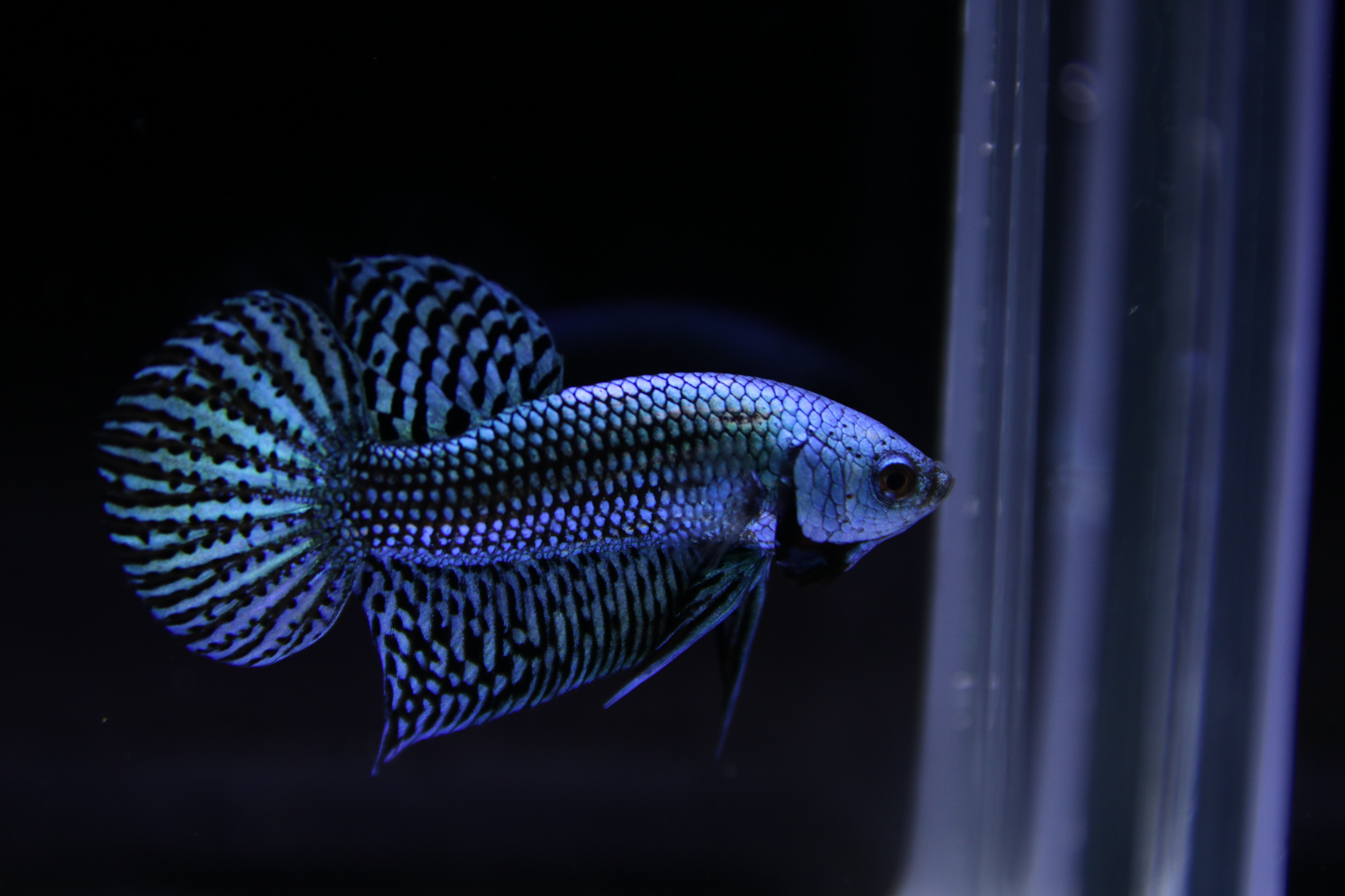 Alien Betta media 4