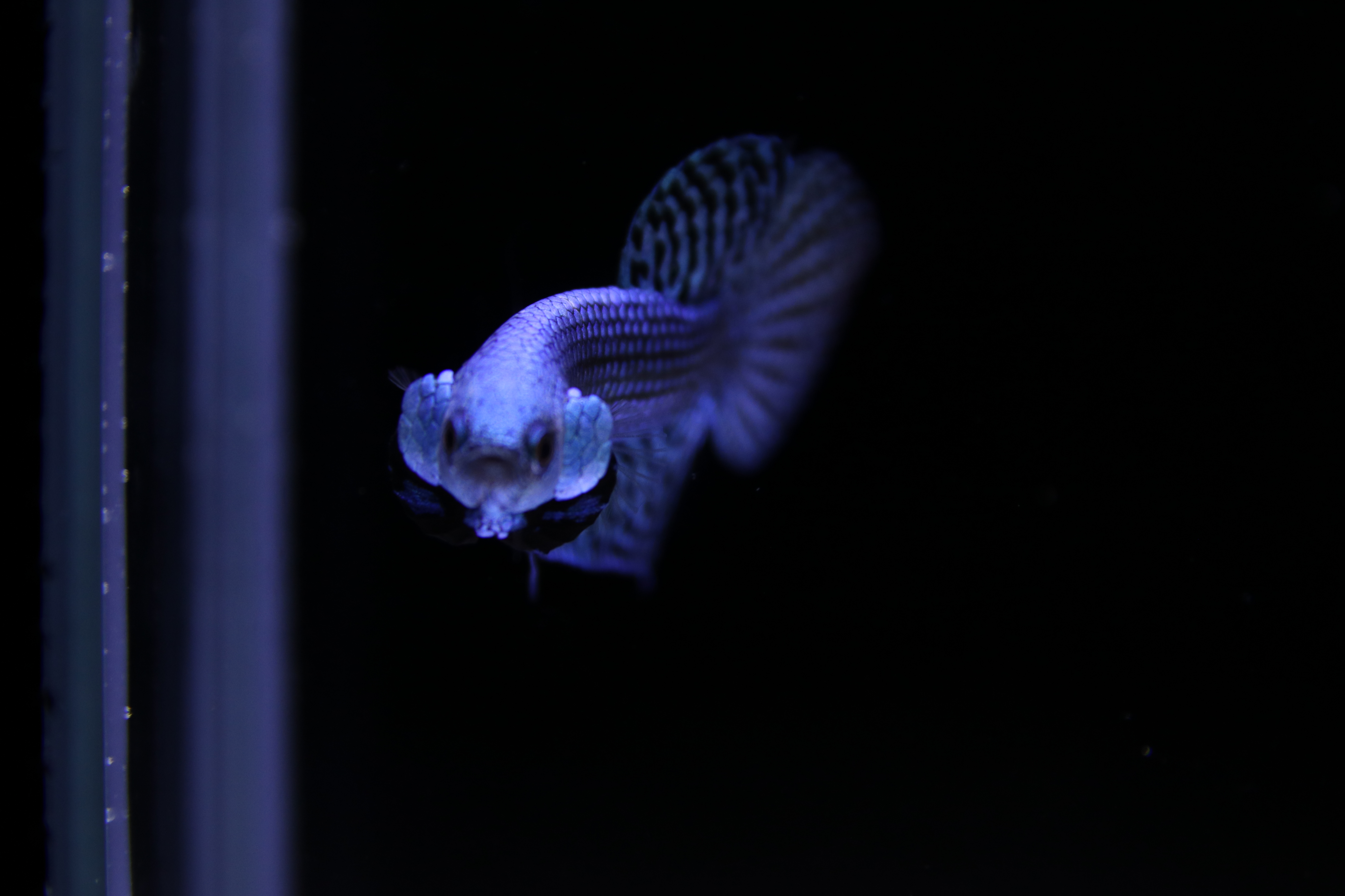 Alien Betta media 5