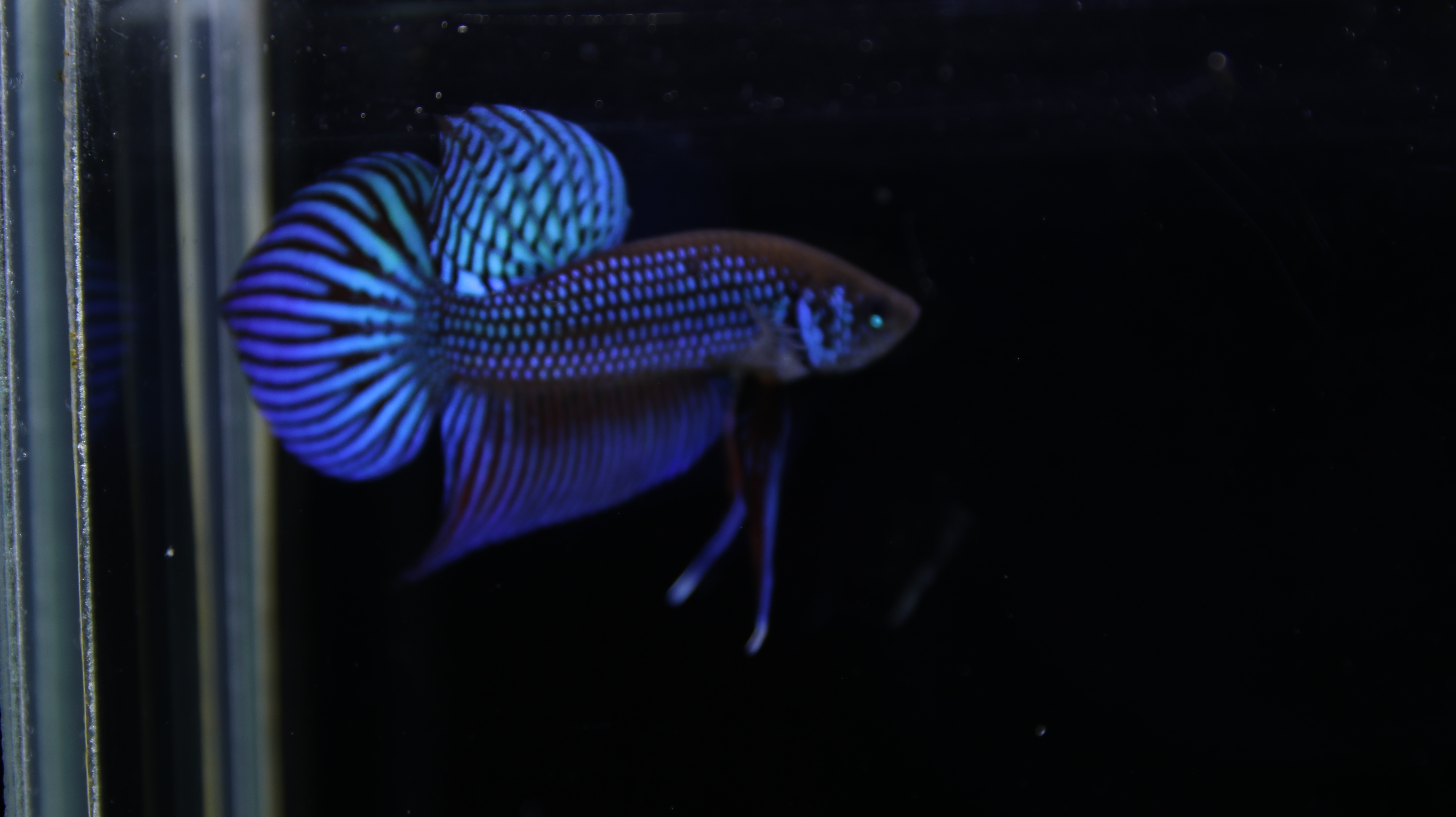 Mahachaiensis Blue media 2