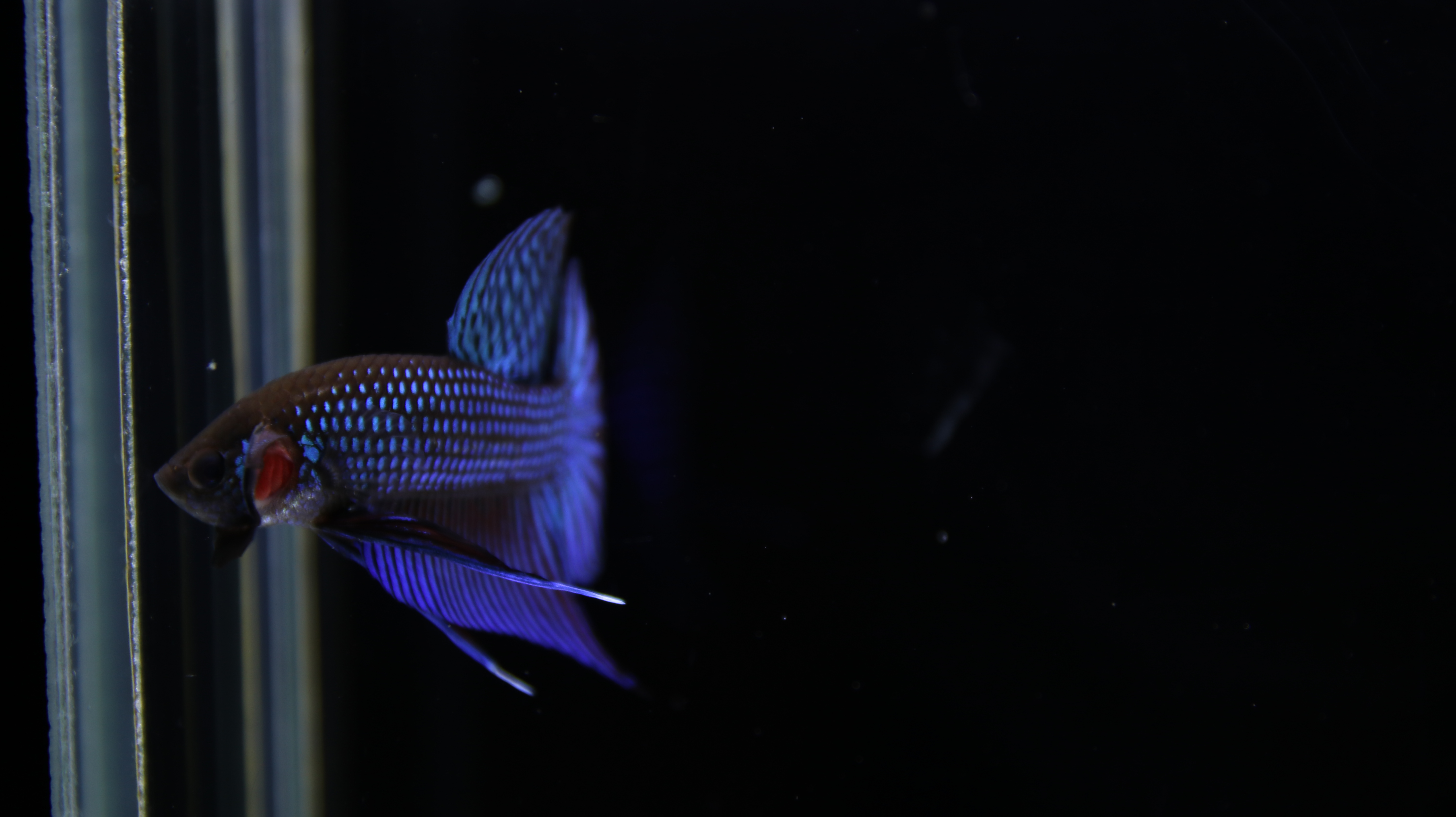 Mahachaiensis Blue media 5