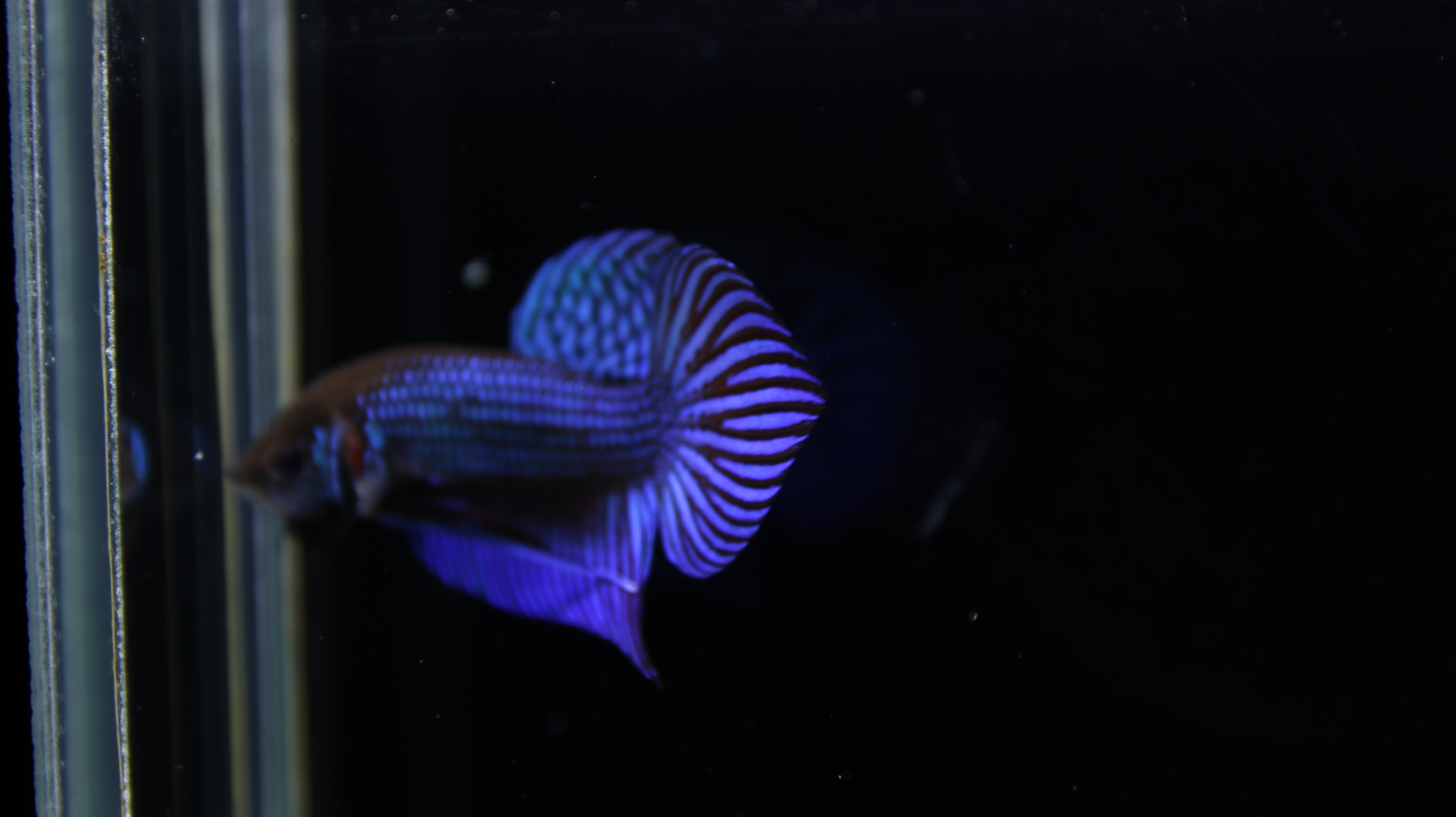 Mahachaiensis Blue media 4