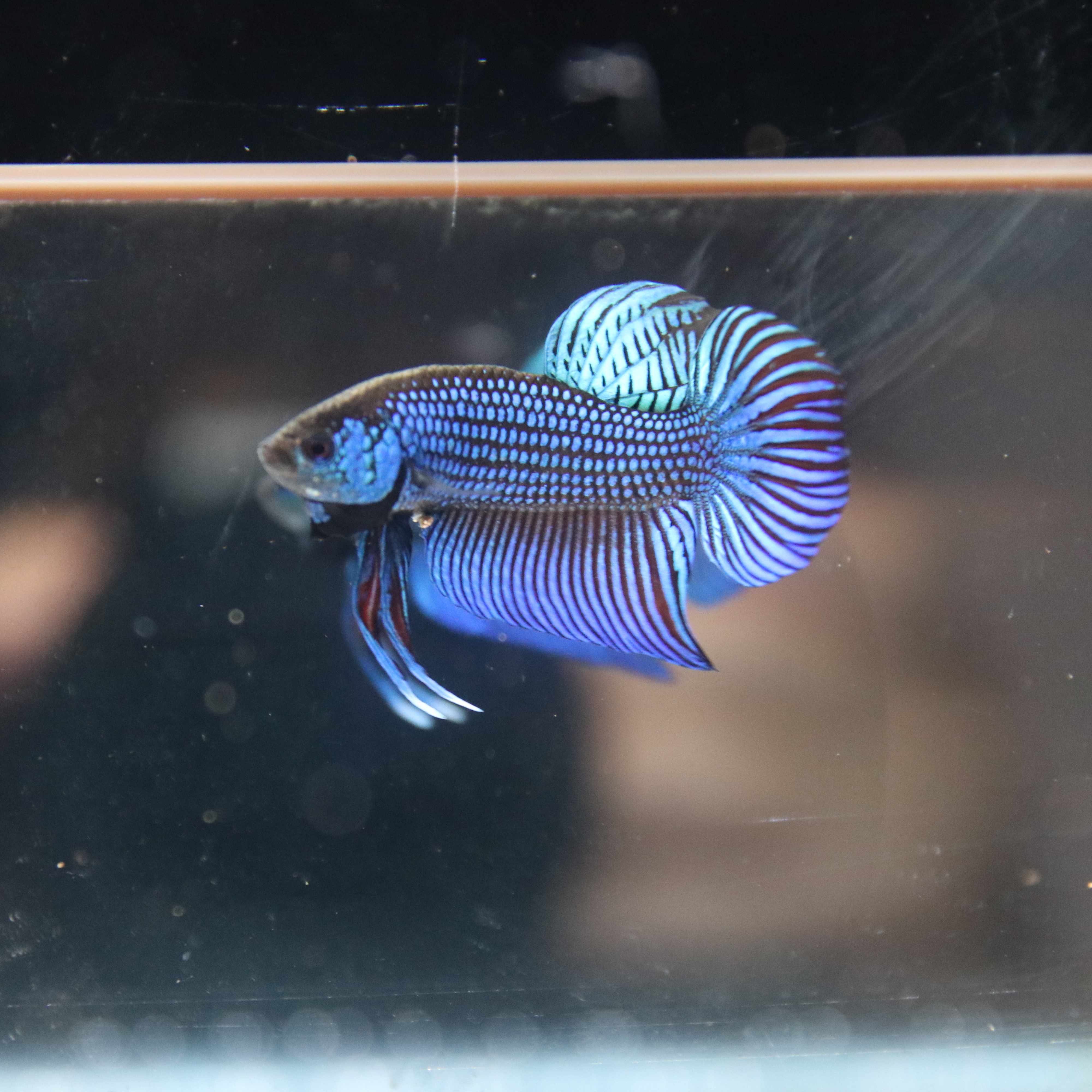 Mahacheiensis Gren media 2