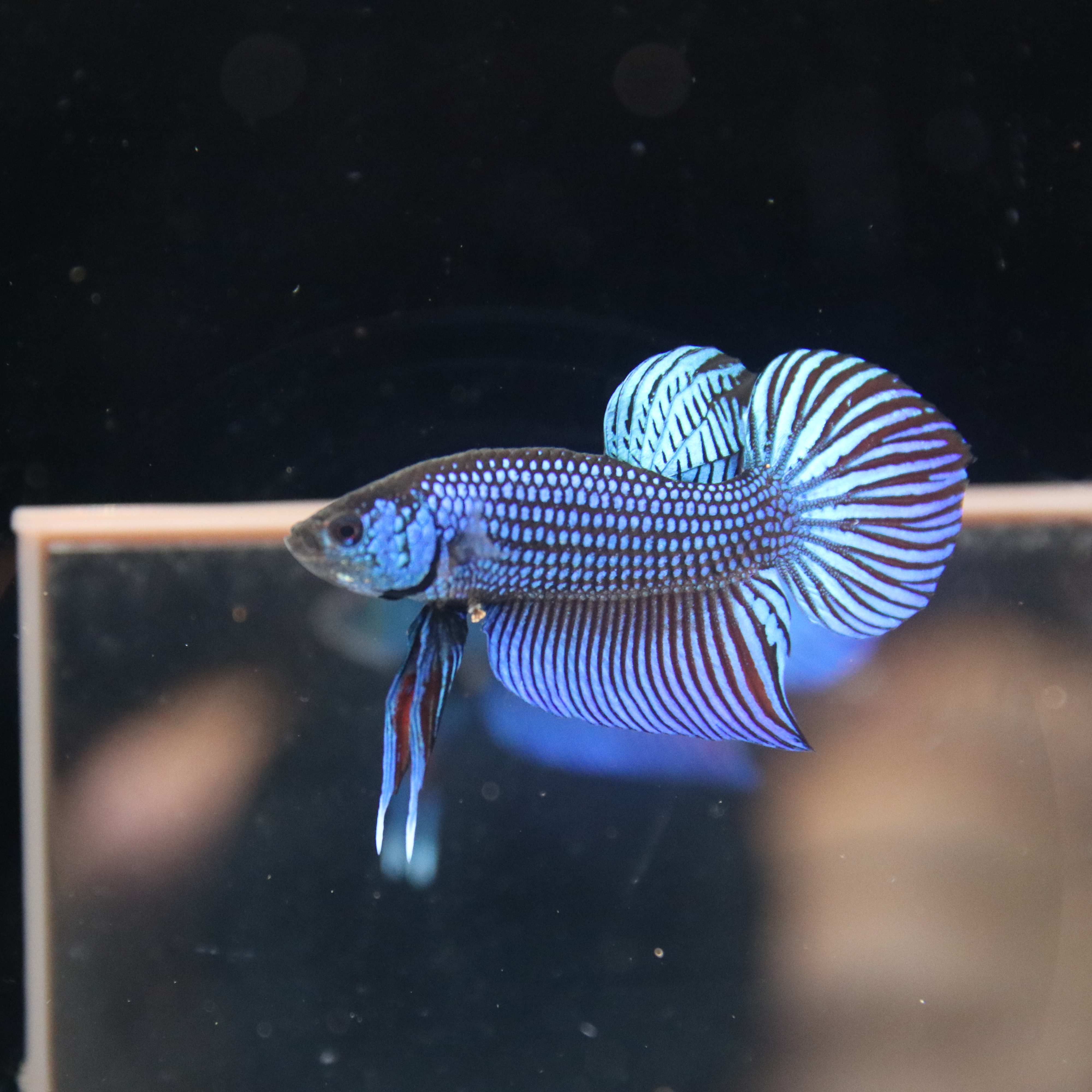 Mahacheiensis Gren media 3