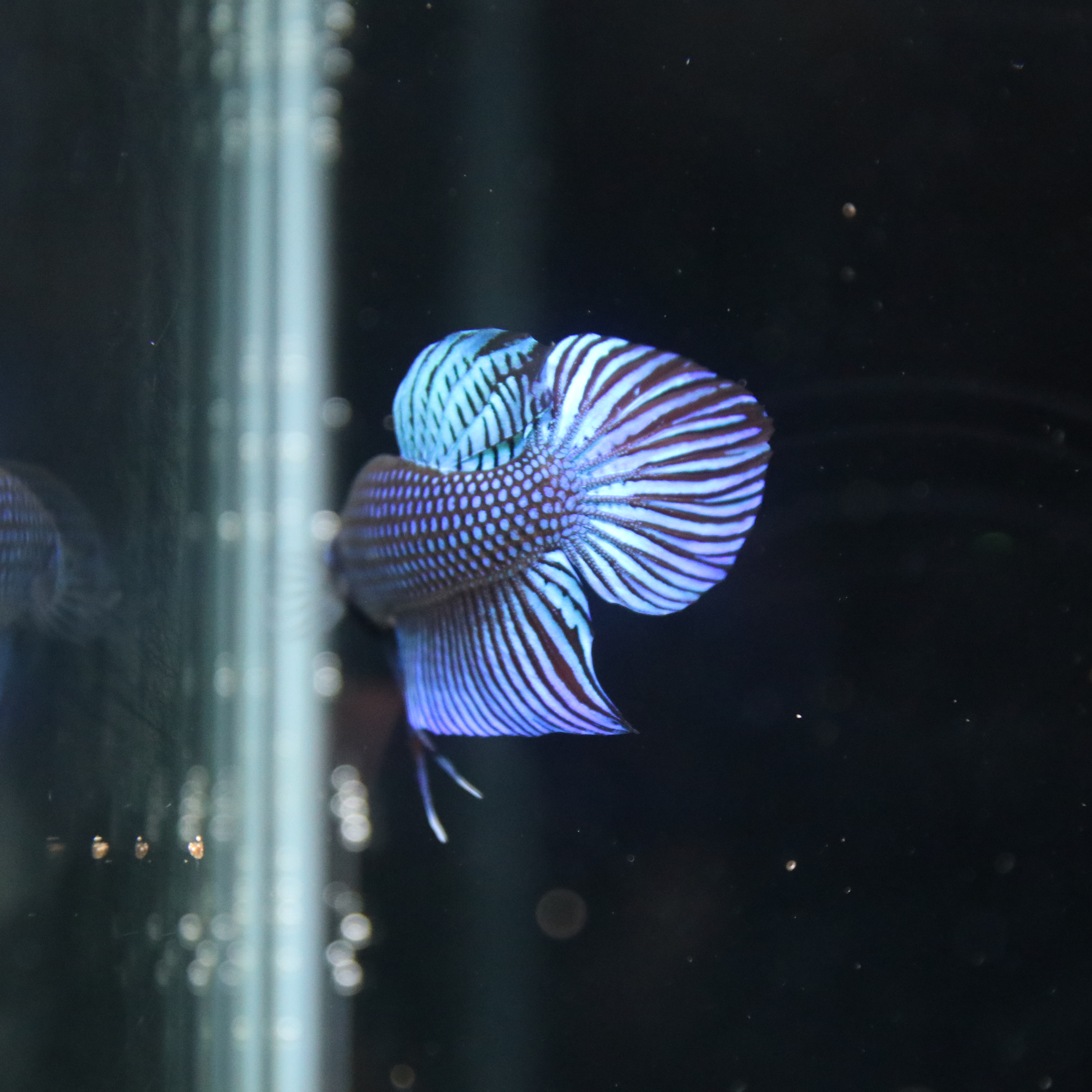 Mahacheiensis Gren media 5