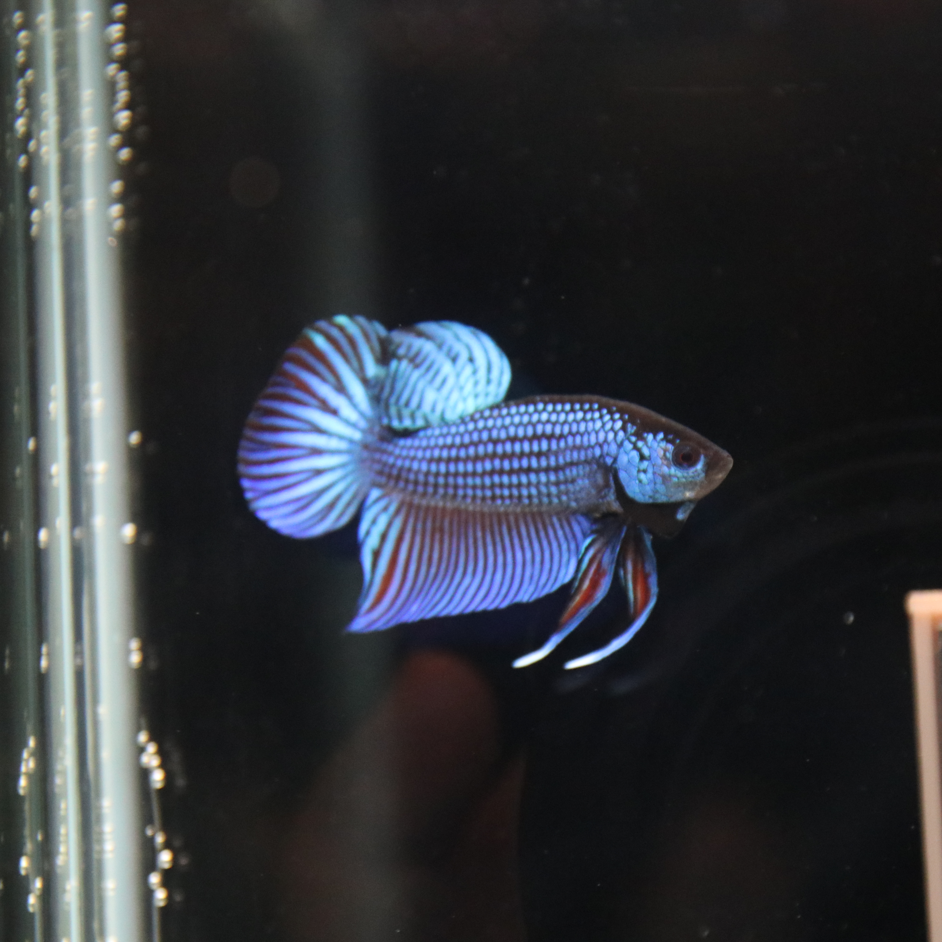 Mahacheiensis Gren media 8