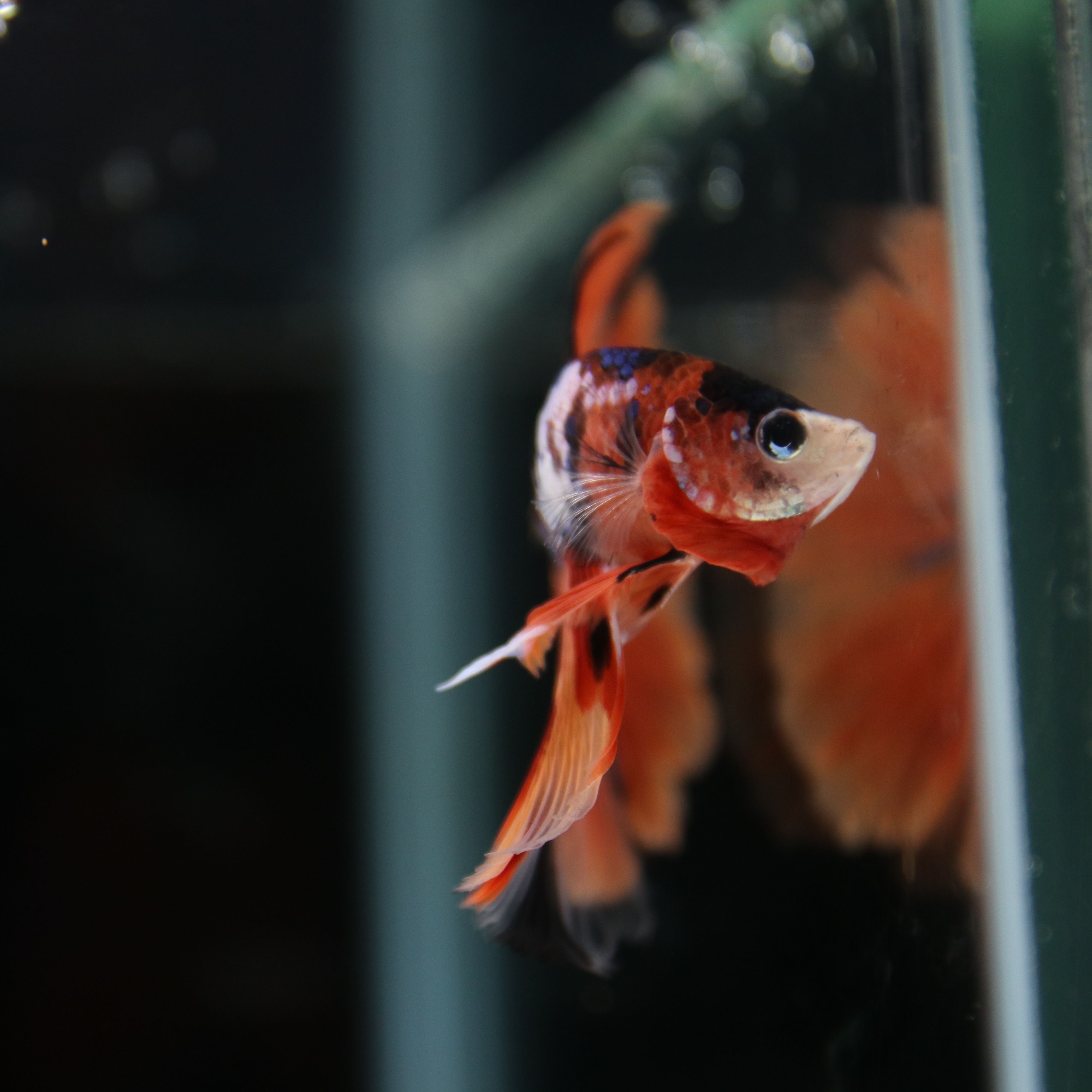 Betta Spendens Fancy Multicolor Half Moon Male HM-BL-28042026-010 media 2