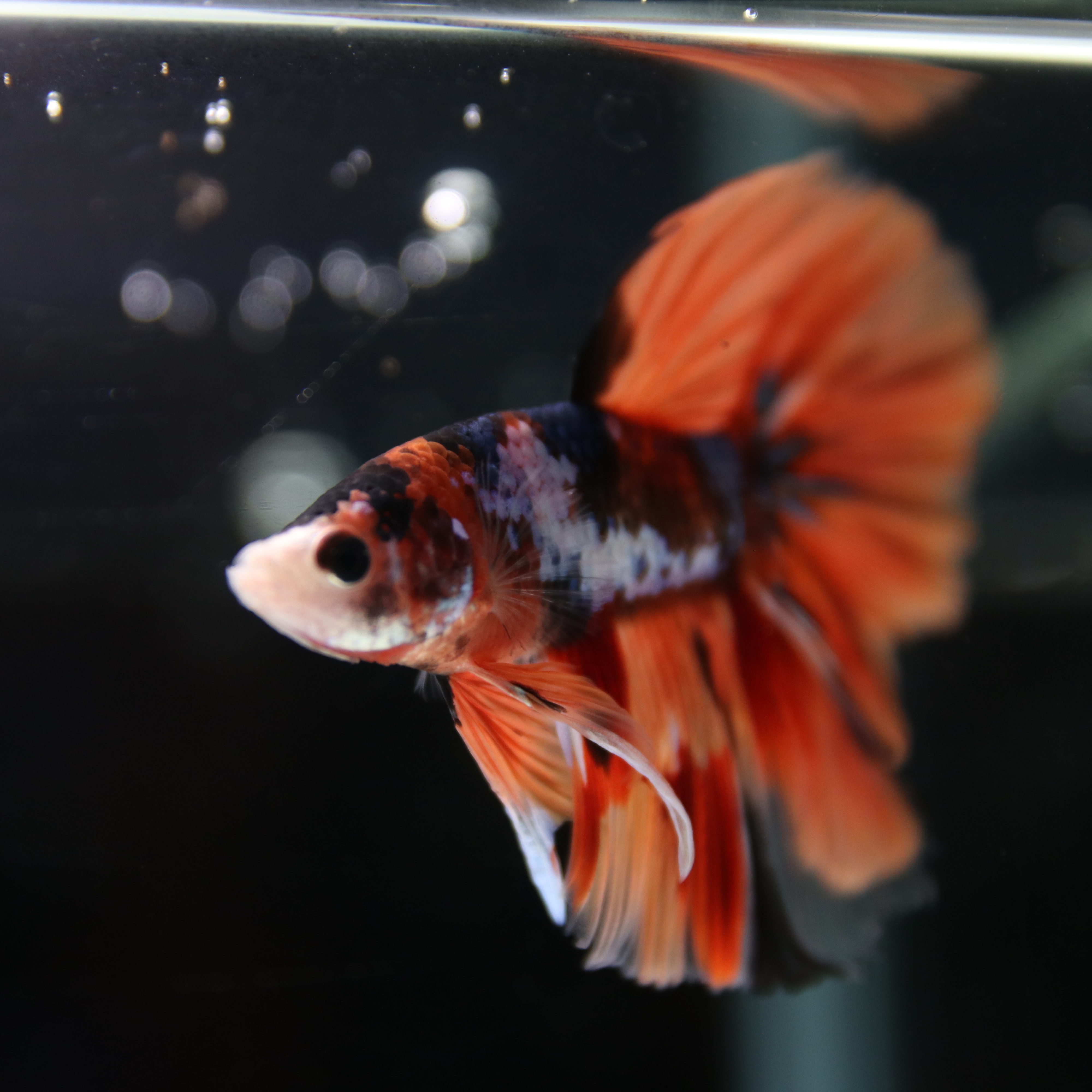 Betta Spendens Fancy Multicolor Half Moon Male HM-BL-28042026-010 media 3