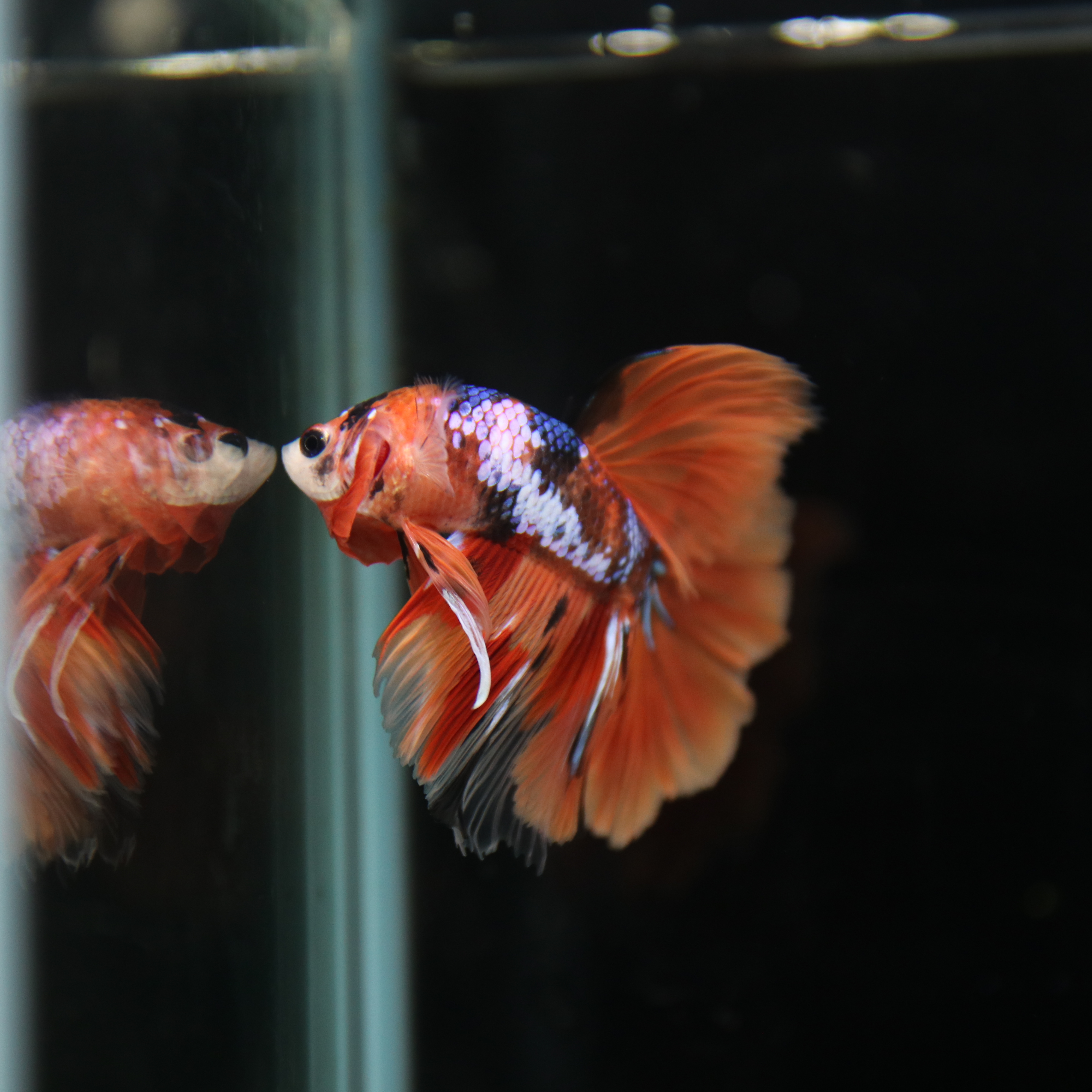 Betta Spendens Fancy Multicolor Half Moon Male HM-BL-28042026-010 media 4
