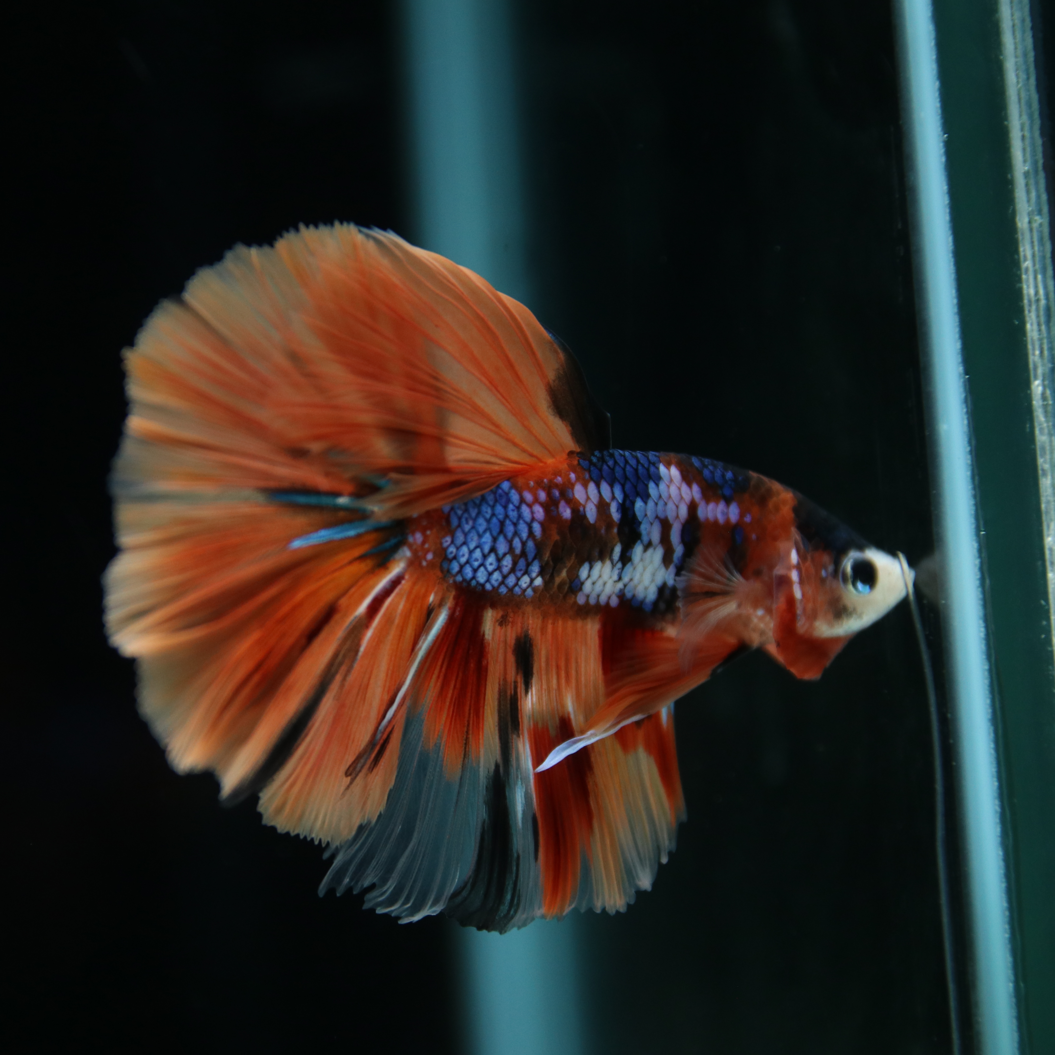 Betta Spendens Fancy Multicolor Half Moon Male HM-BL-28042026-010 media 6