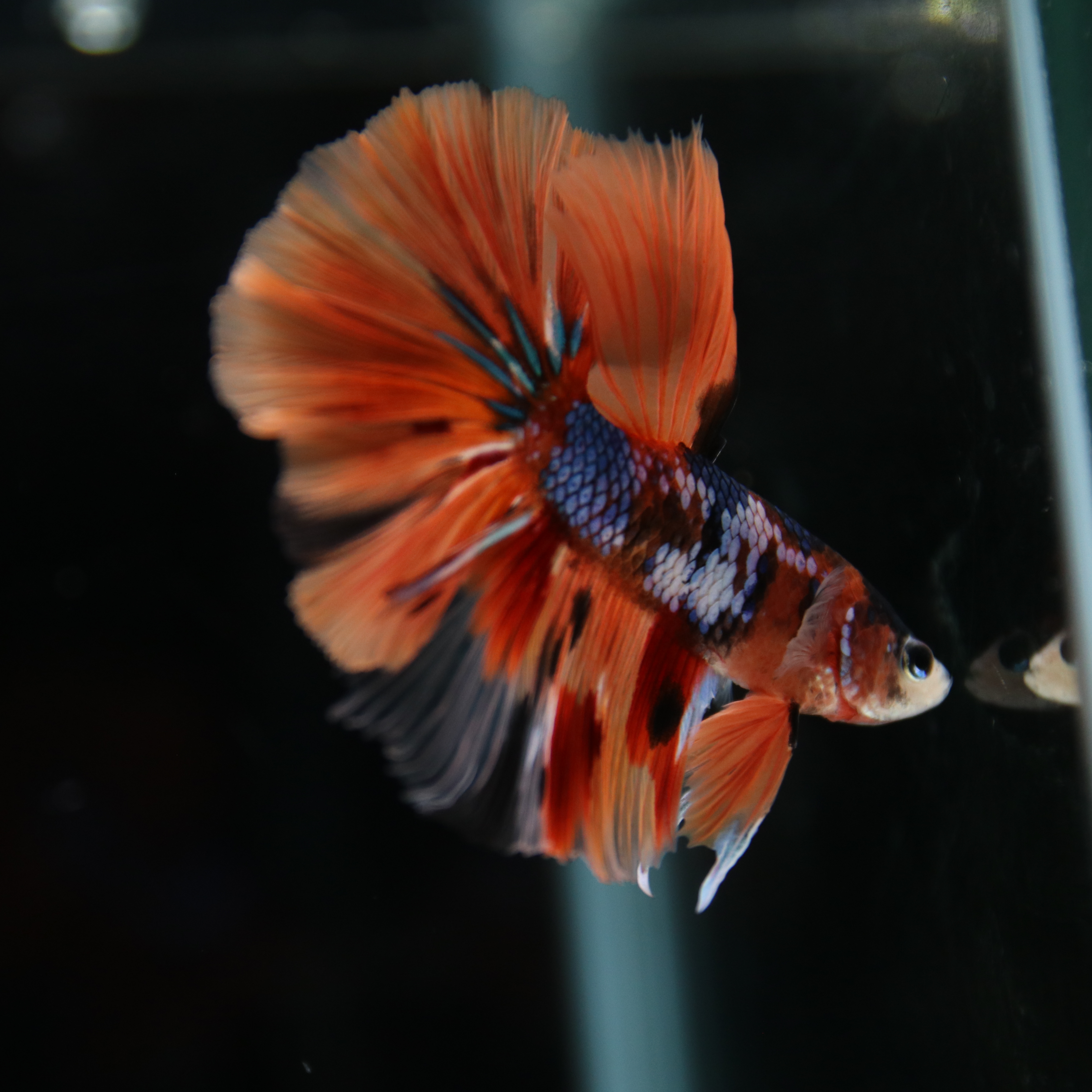 Betta Spendens Fancy Multicolor Half Moon Male HM-BL-28042026-010 media 5