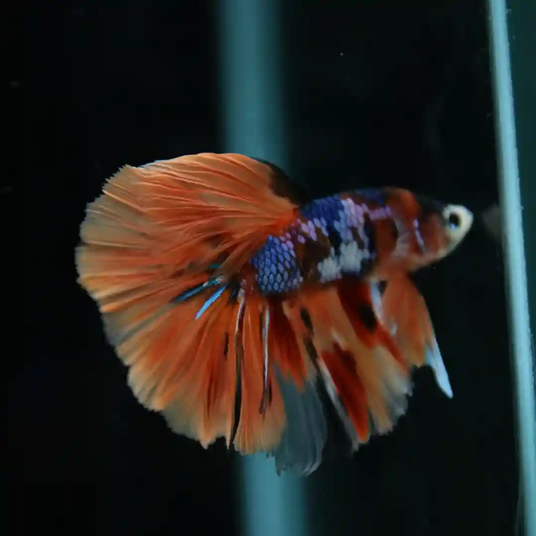 Betta Spendens Fancy Multicolor Half Moon Male HM-BL-28042026-010 media 8