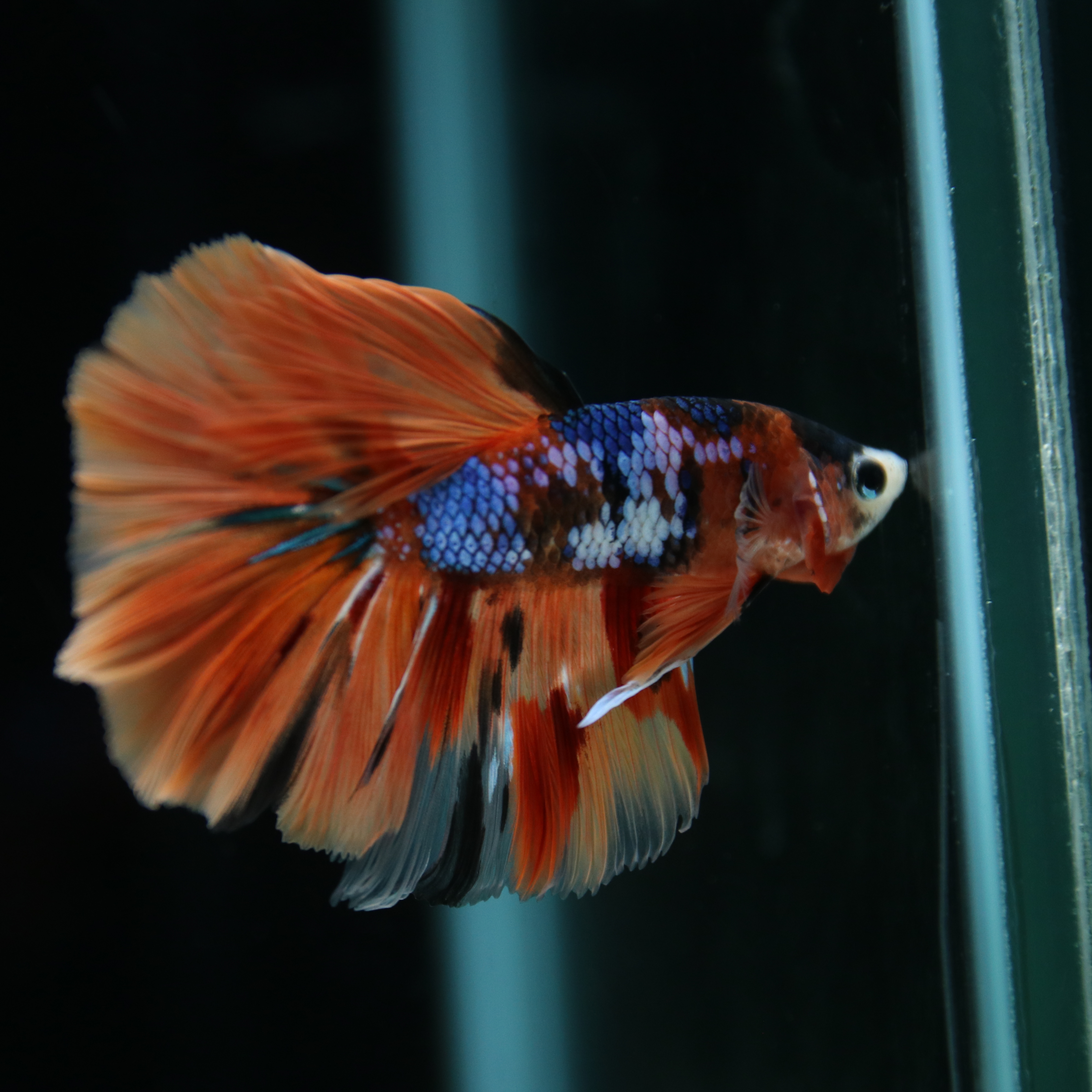 Betta Spendens Fancy Multicolor Half Moon Male HM-BL-28042026-010