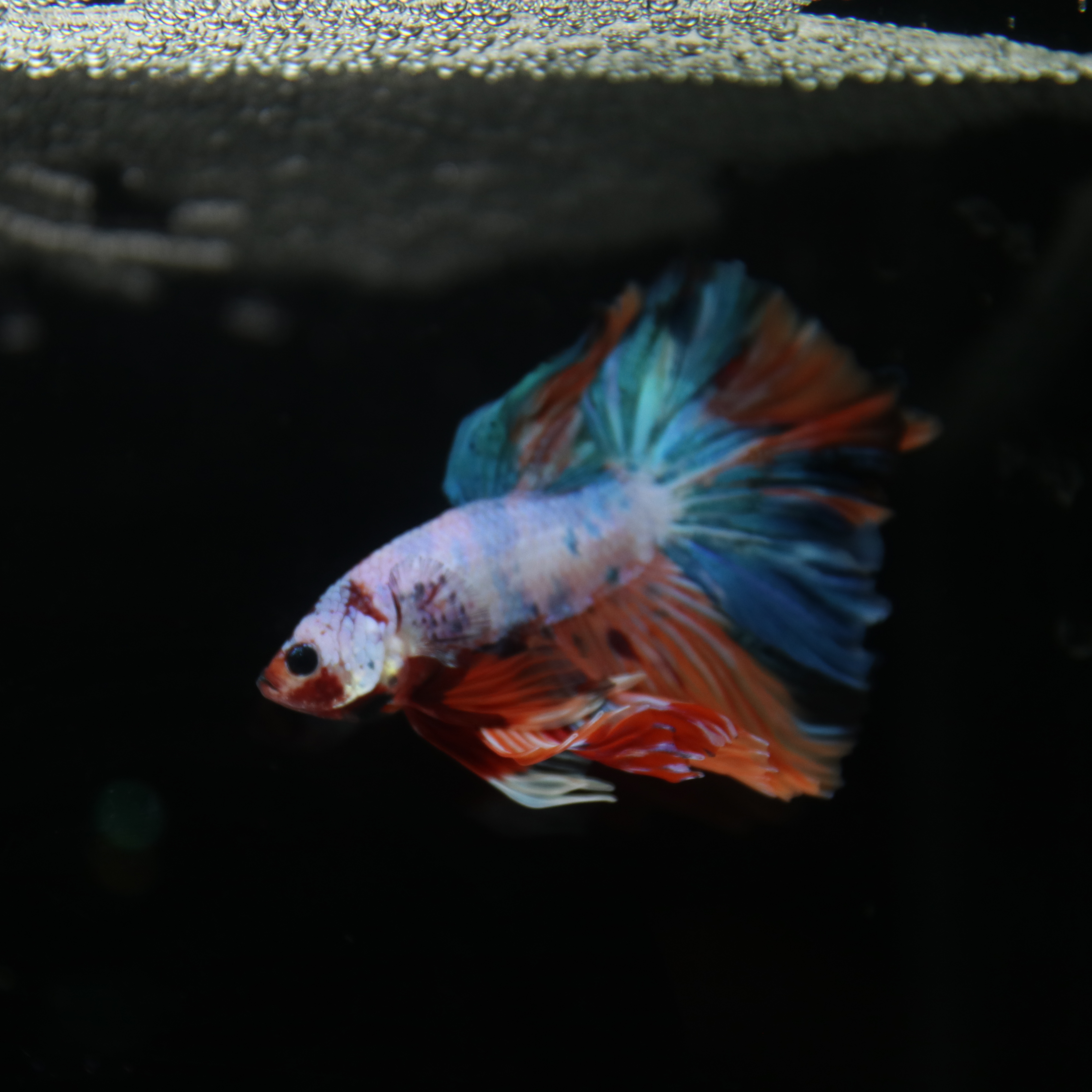 Betta Spendens Fancy Multicolor Half Moon Male HM-BL-28042026-011 media 2