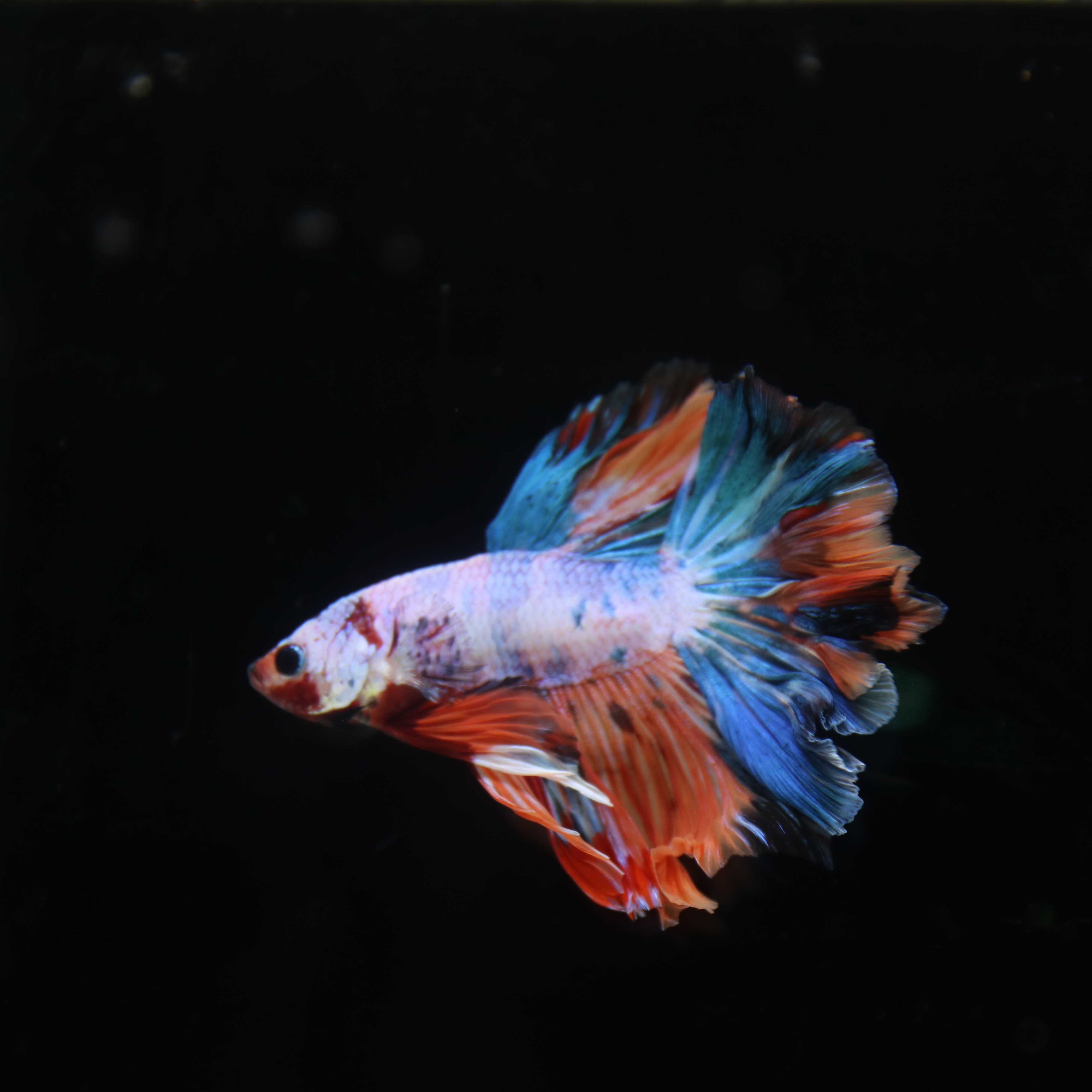 Betta Spendens Fancy Multicolor Half Moon Male HM-BL-28042026-011 media 4