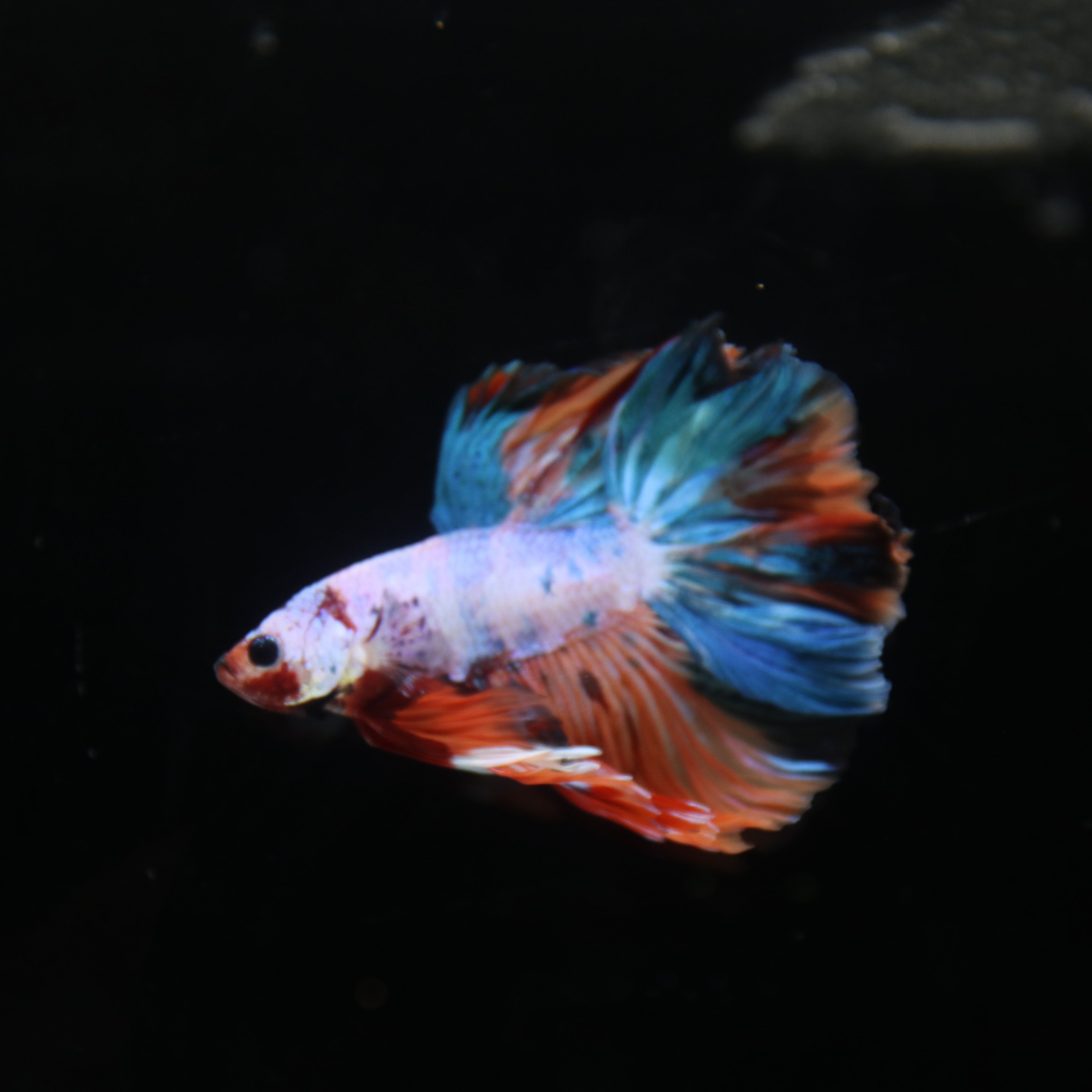 Betta Spendens Fancy Multicolor Half Moon Male HM-BL-28042026-011 media 3