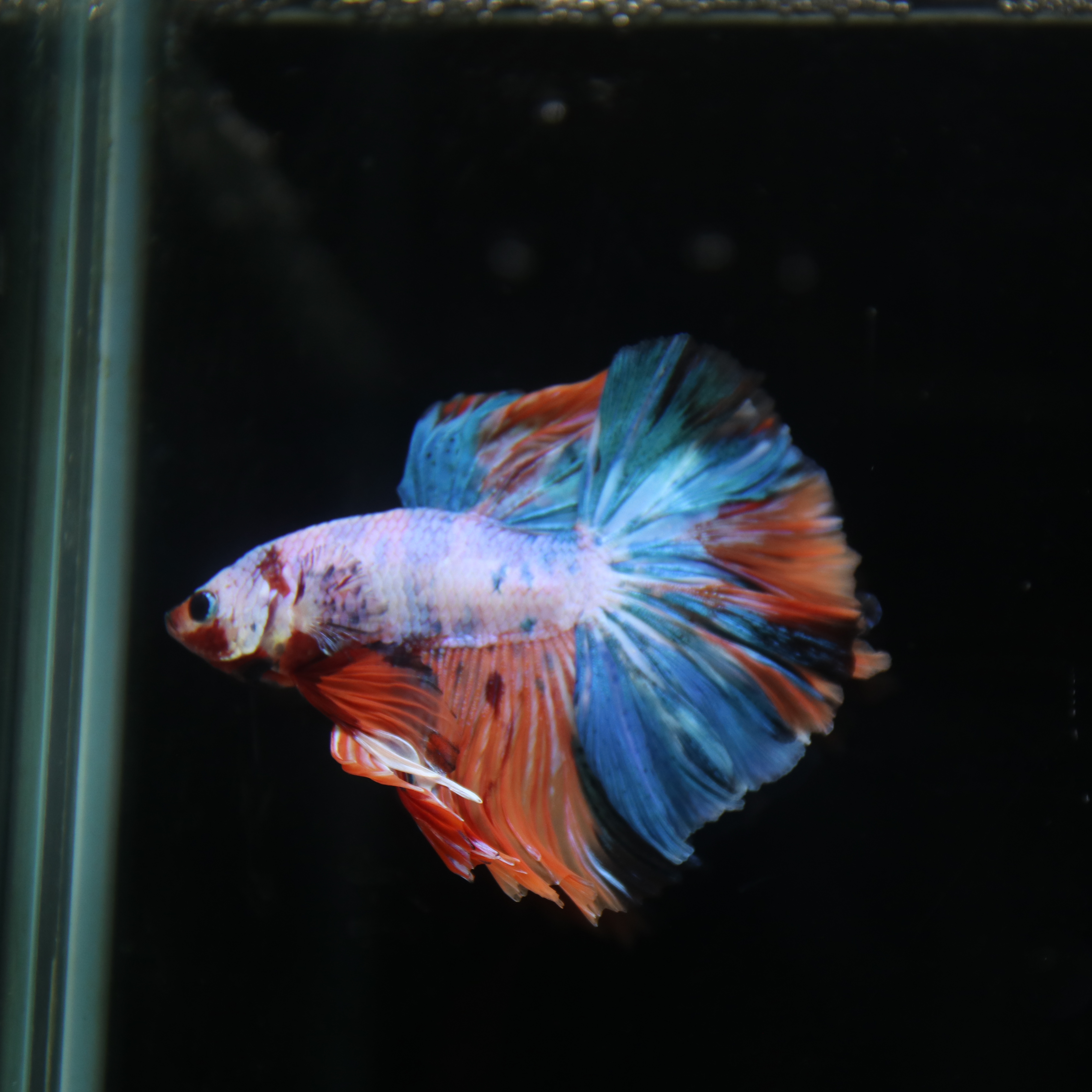 Betta Spendens Fancy Multicolor Half Moon Male HM-BL-28042026-011 media 5