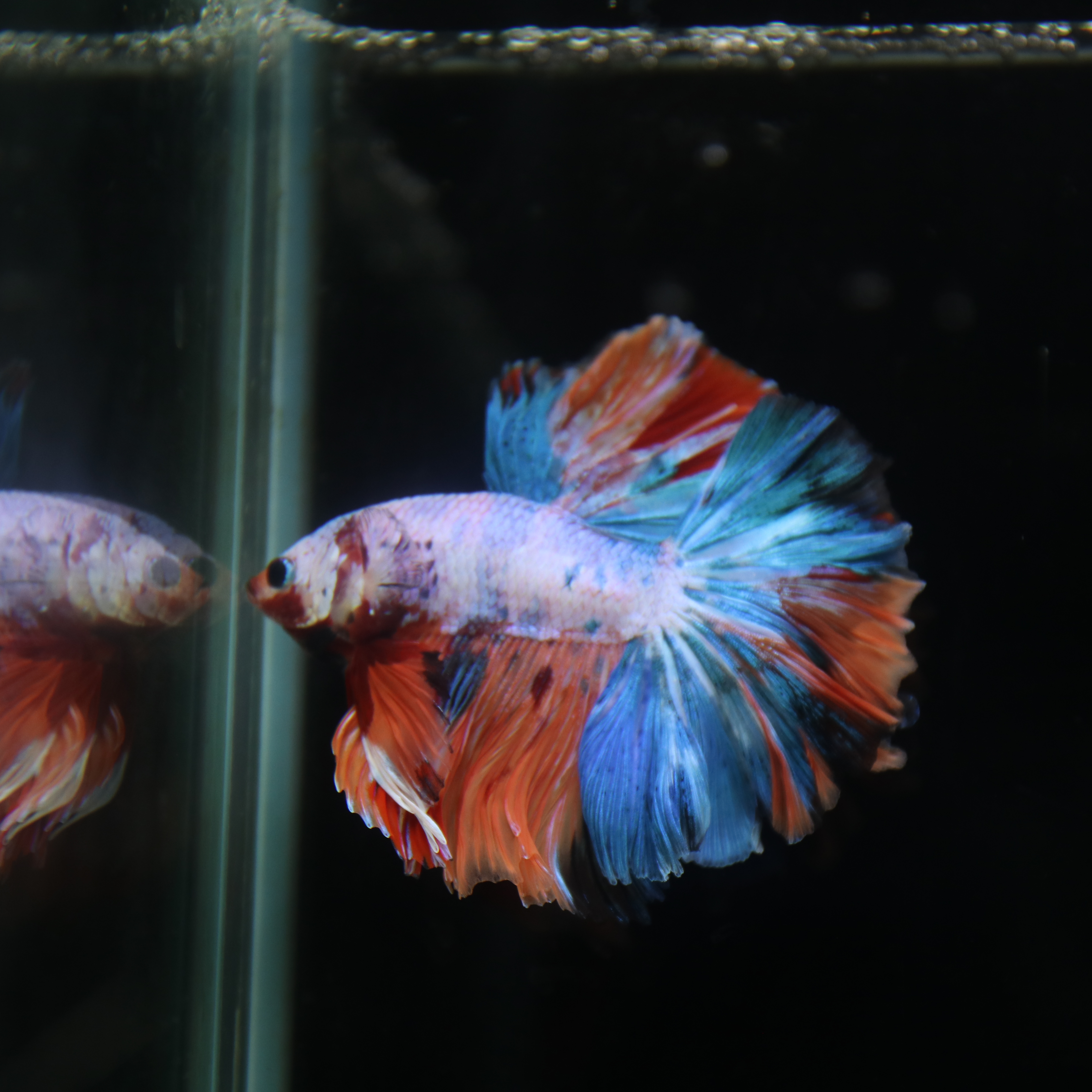 Betta Spendens Fancy Multicolor Half Moon Male HM-BL-28042026-011 media 6