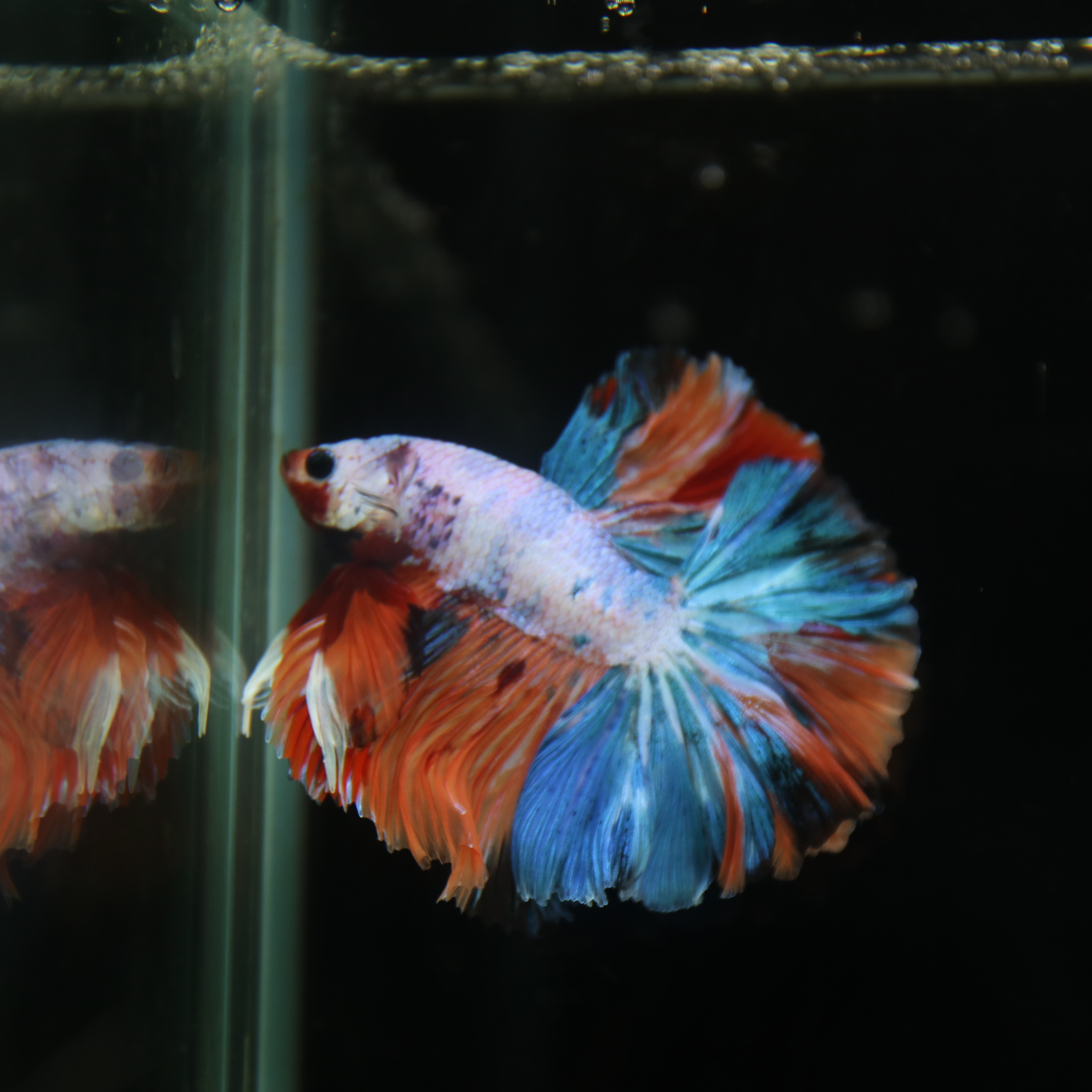 Betta Spendens Fancy Multicolor Half Moon Male HM-BL-28042026-011 media 7