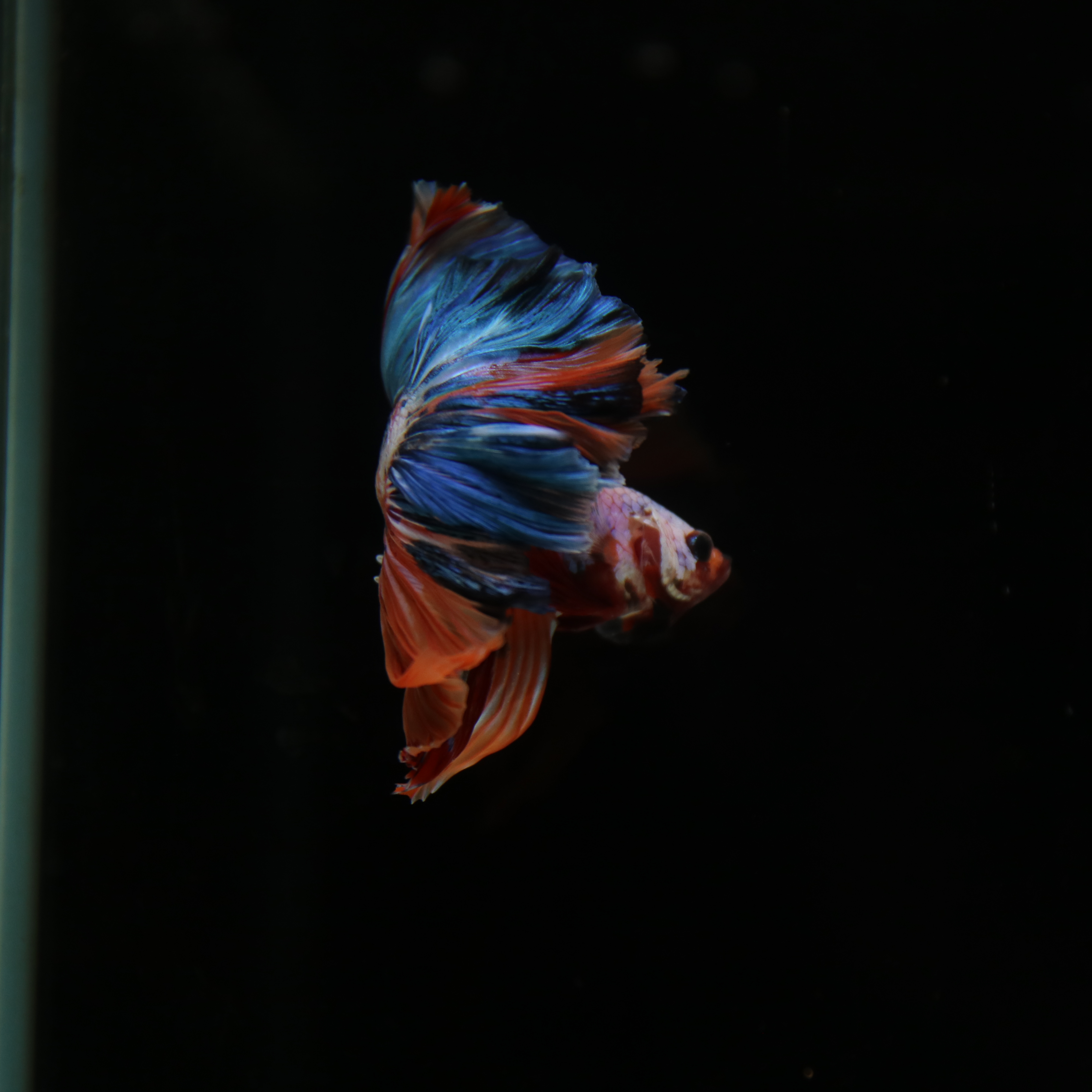 Betta Spendens Fancy Multicolor Half Moon Male HM-BL-28042026-011 media 8