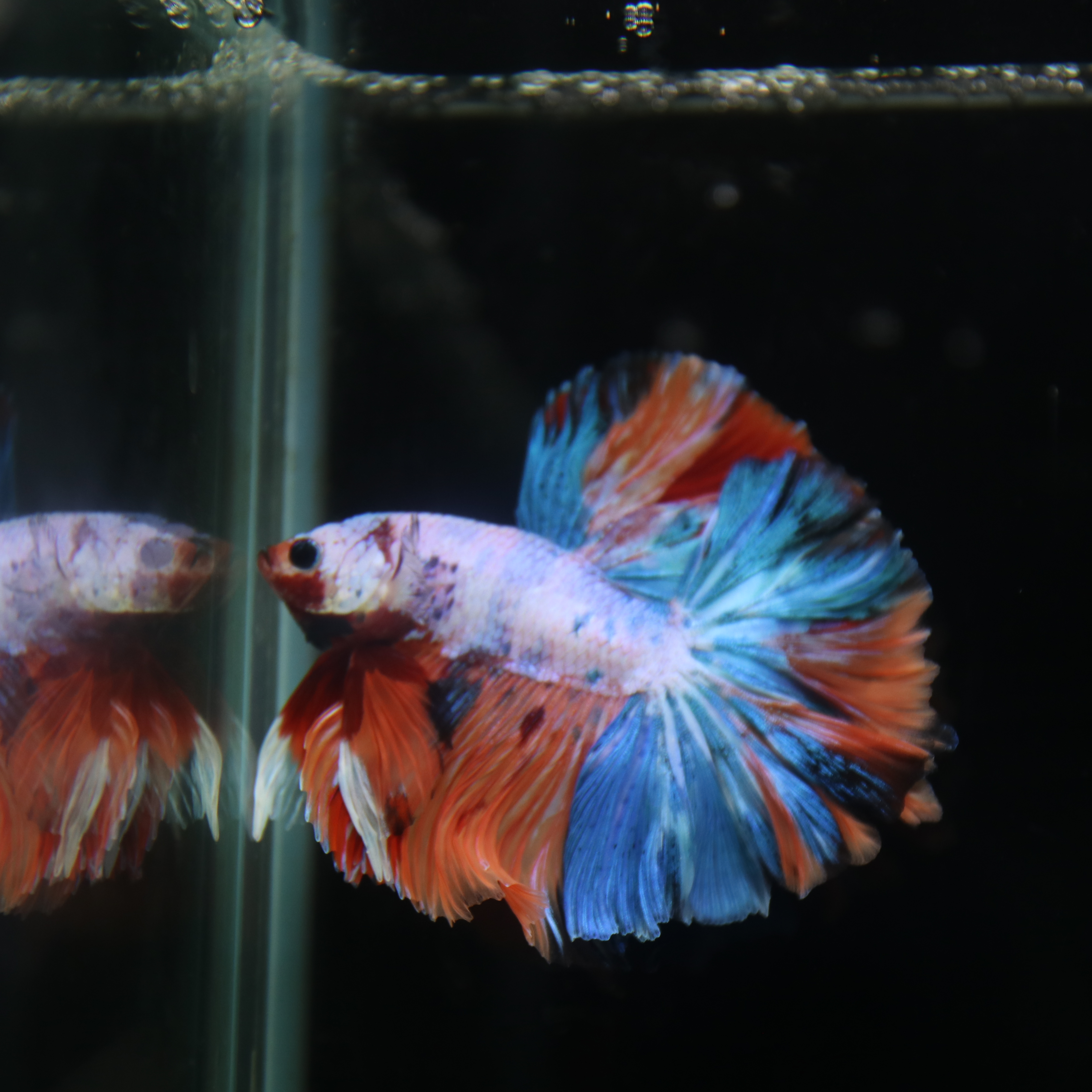 Betta Spendens Fancy Multicolor Half Moon Male HM-BL-28042026-011
