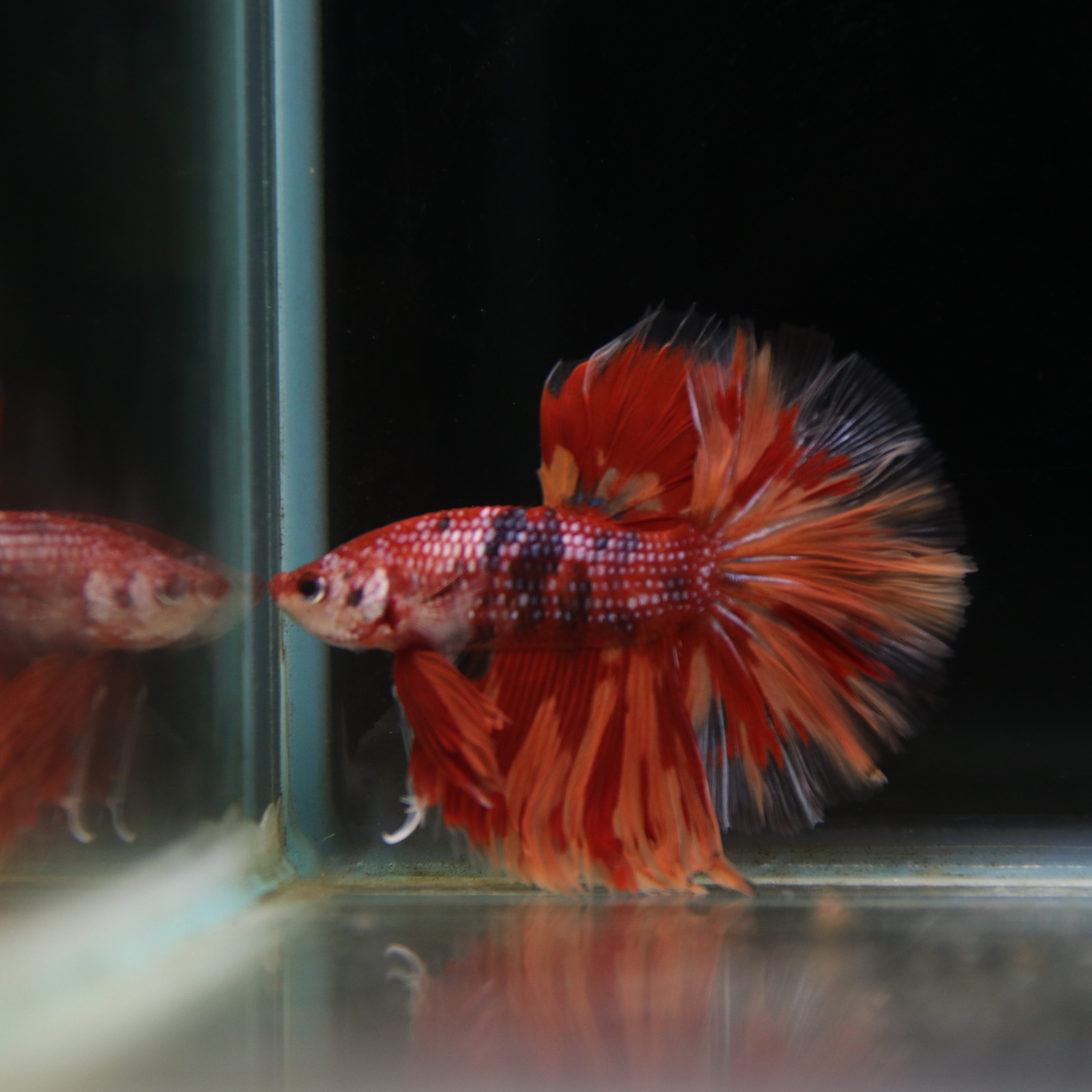Betta Spendens Fancy Multicolor Half Moon Male HM-BL-28042026-012 media 2