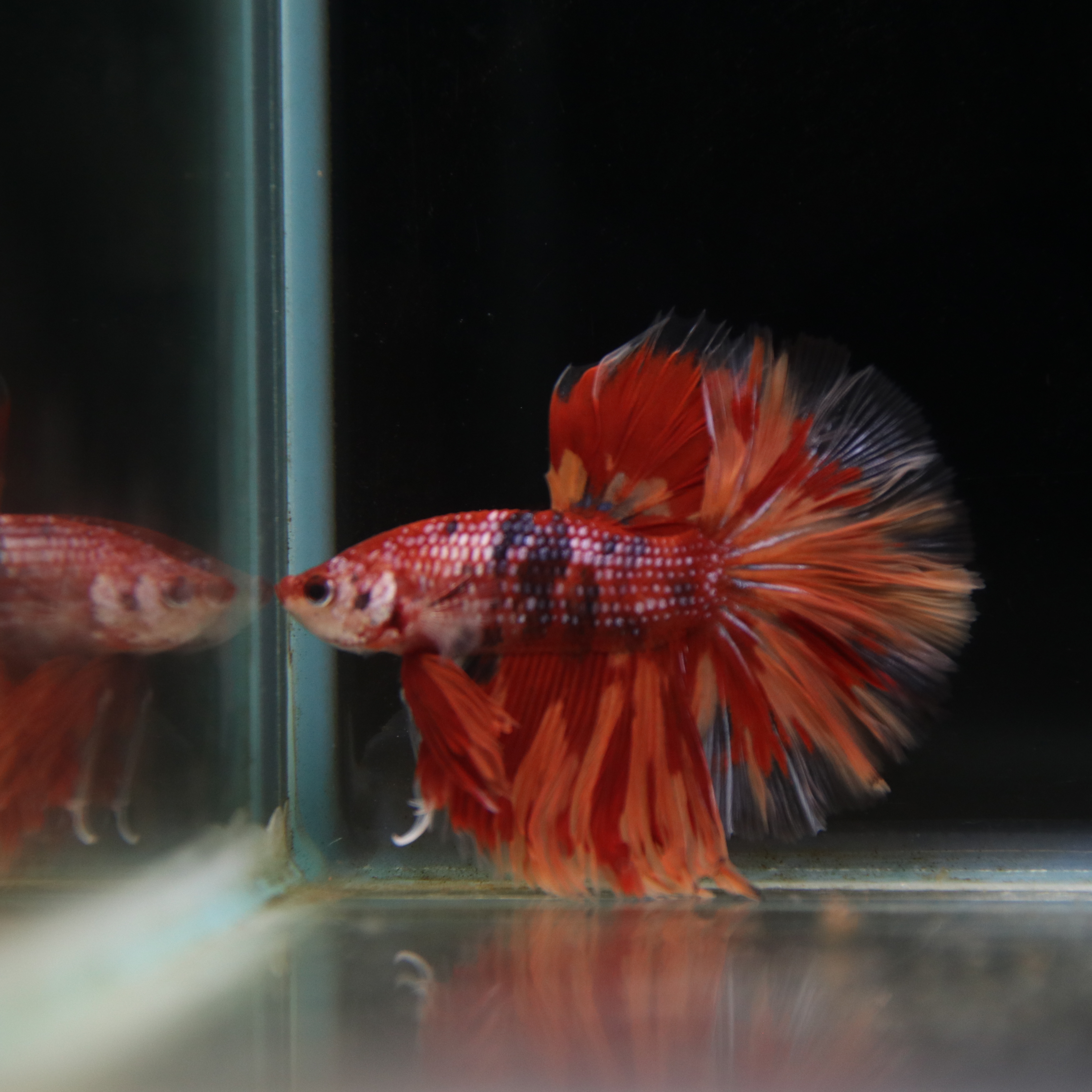 Betta Spendens Fancy Multicolor Half Moon Male HM-BL-28042026-012 media 3