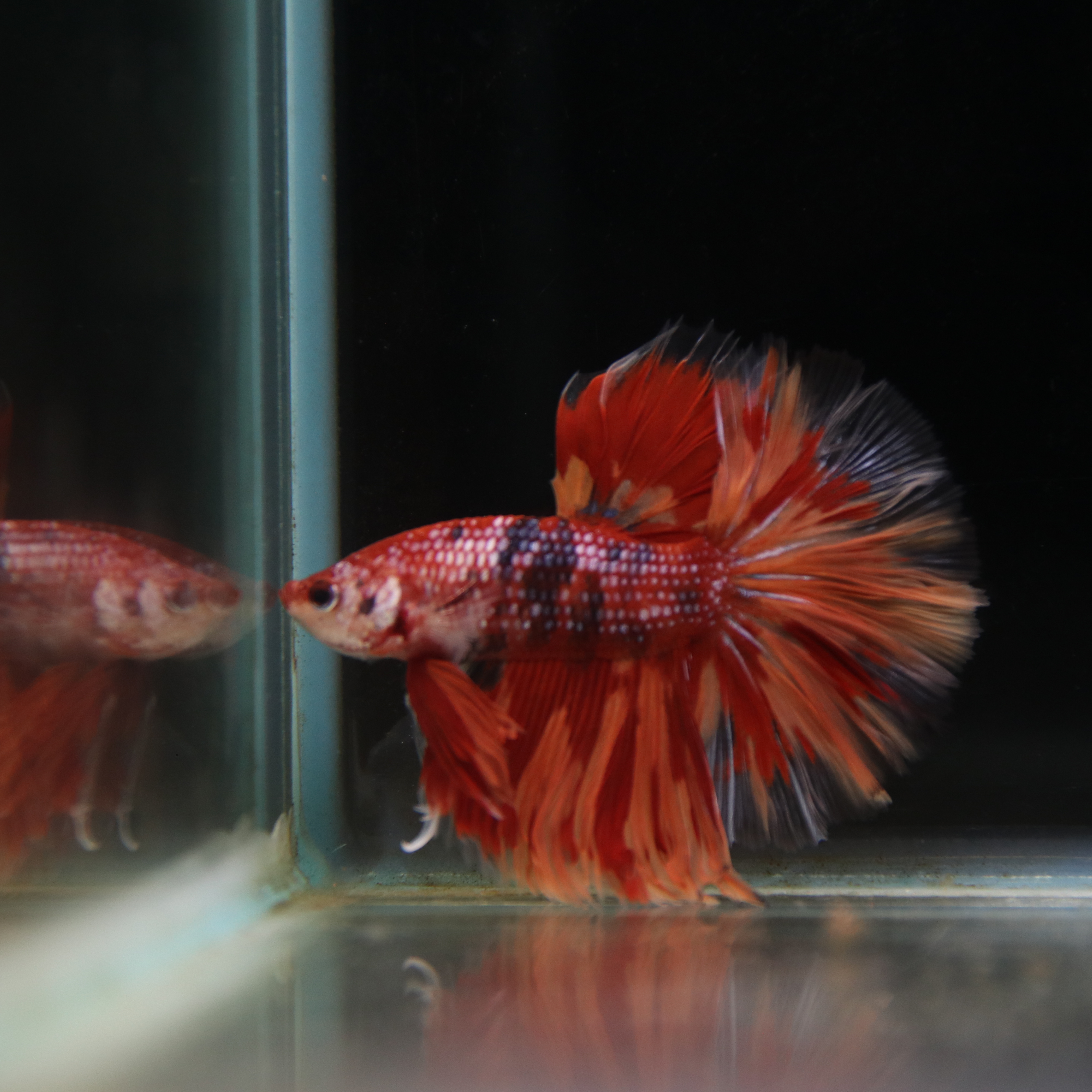 Betta Spendens Fancy Multicolor Half Moon Male HM-BL-28042026-012 media 4