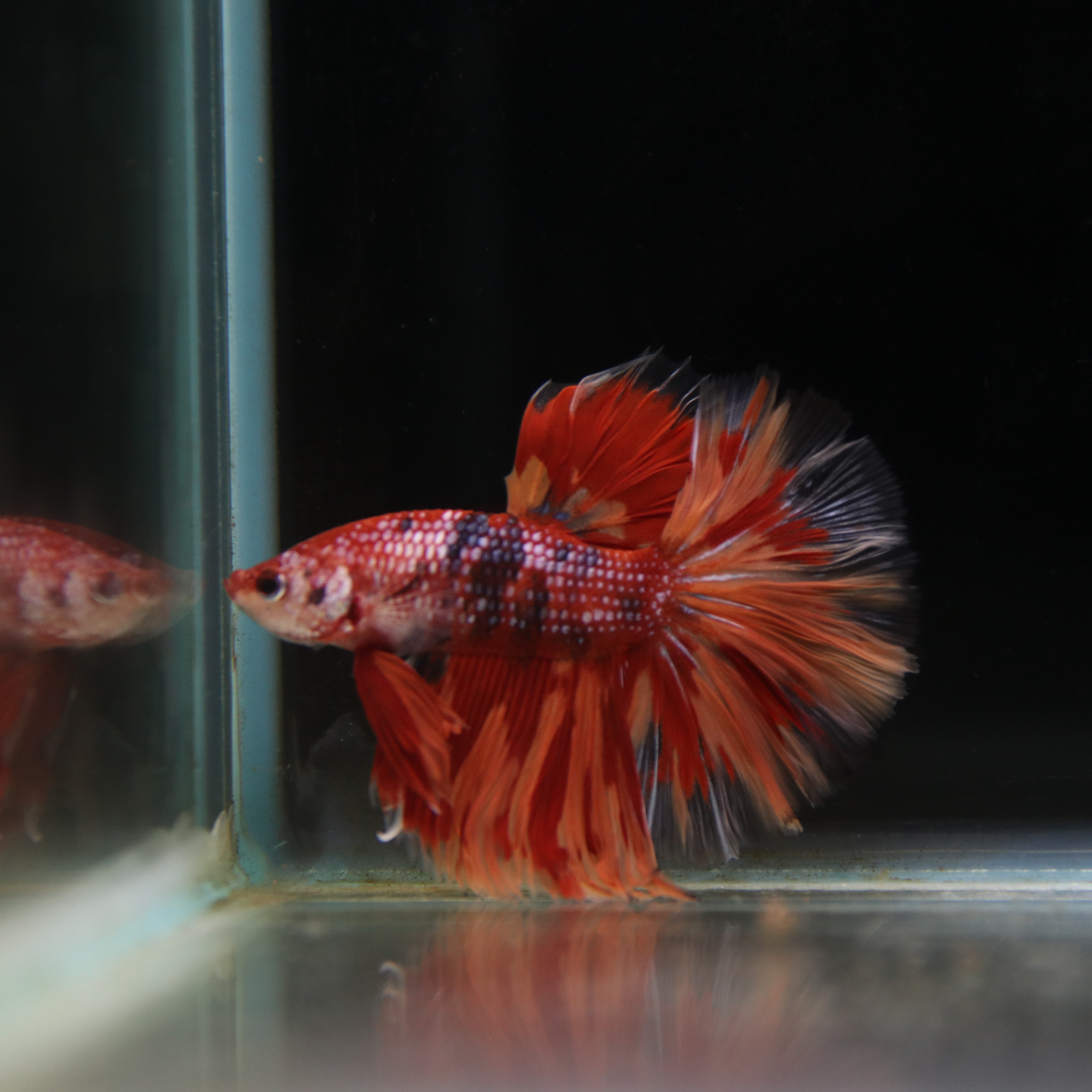 Betta Spendens Fancy Multicolor Half Moon Male HM-BL-28042026-012 media 5