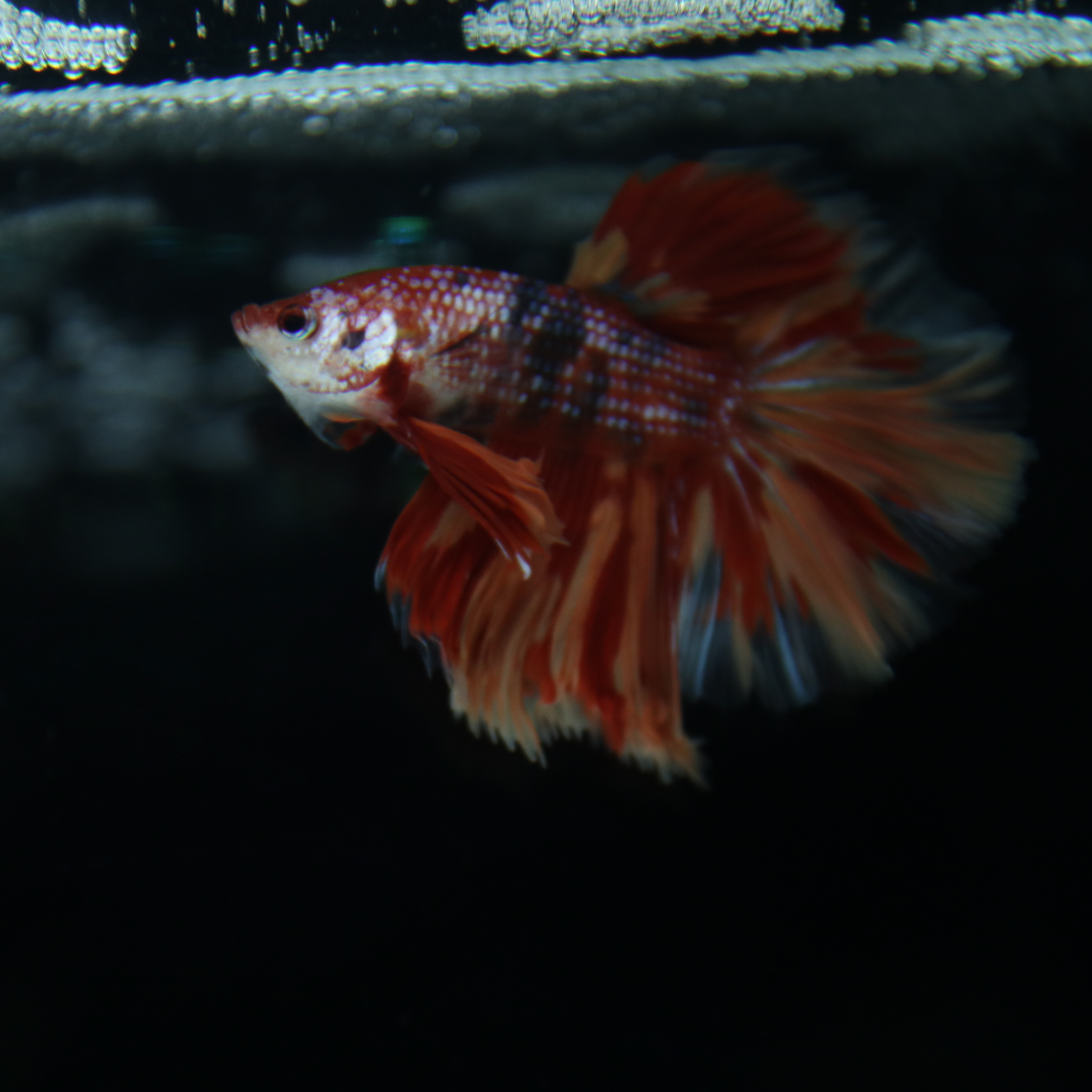 Betta Spendens Fancy Multicolor Half Moon Male HM-BL-28042026-012