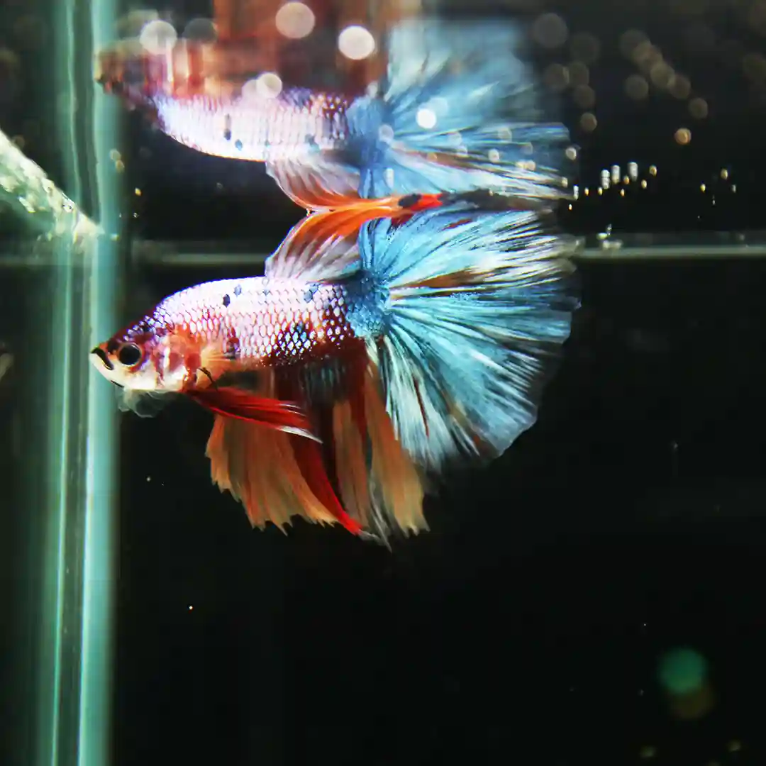 Betta Spendens Fancy Multicolor Half Moon Male HM-BL-28042026-013