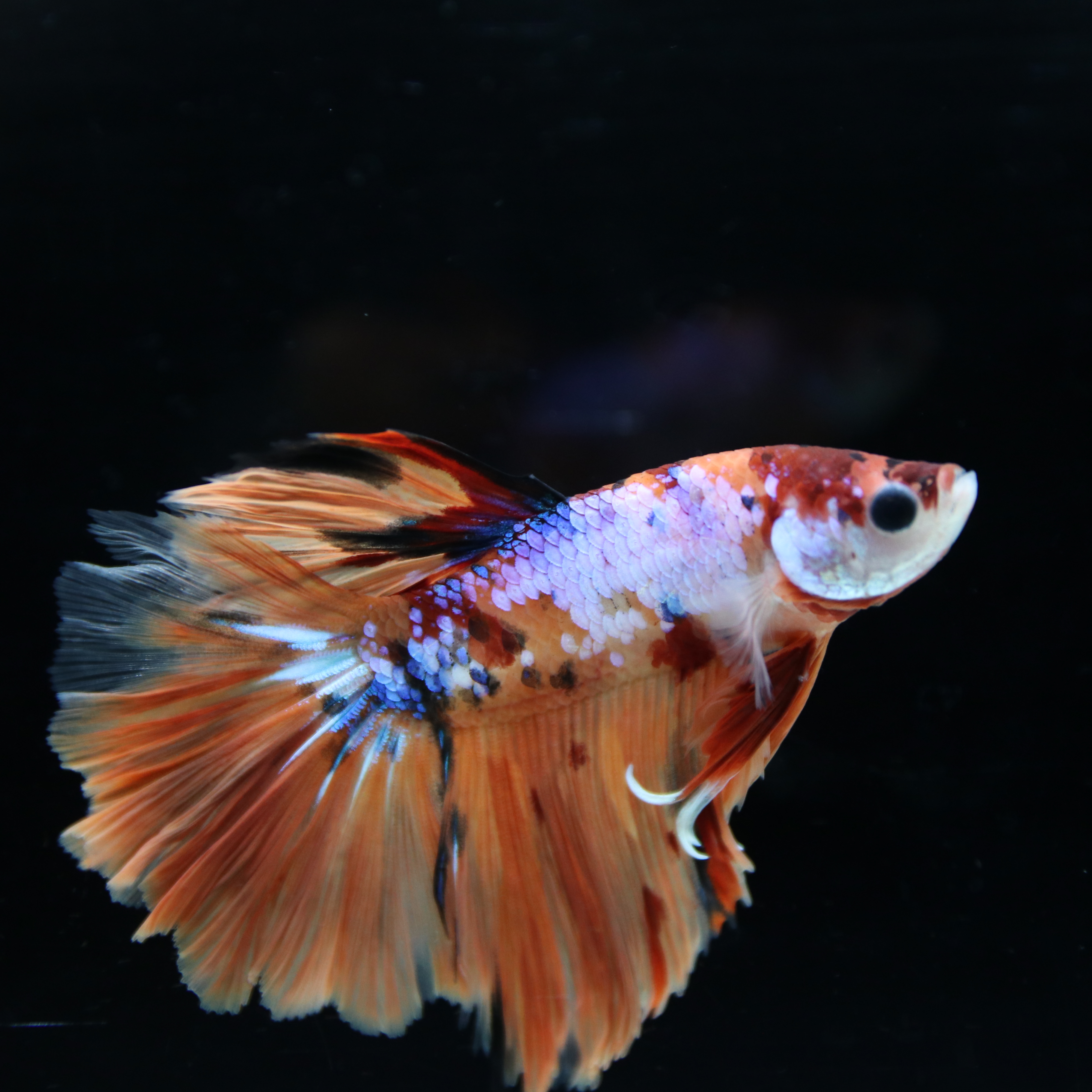 Betta Spendens Fancy Multicolor Half Moon Male HM-BL-28042026-015 media 4