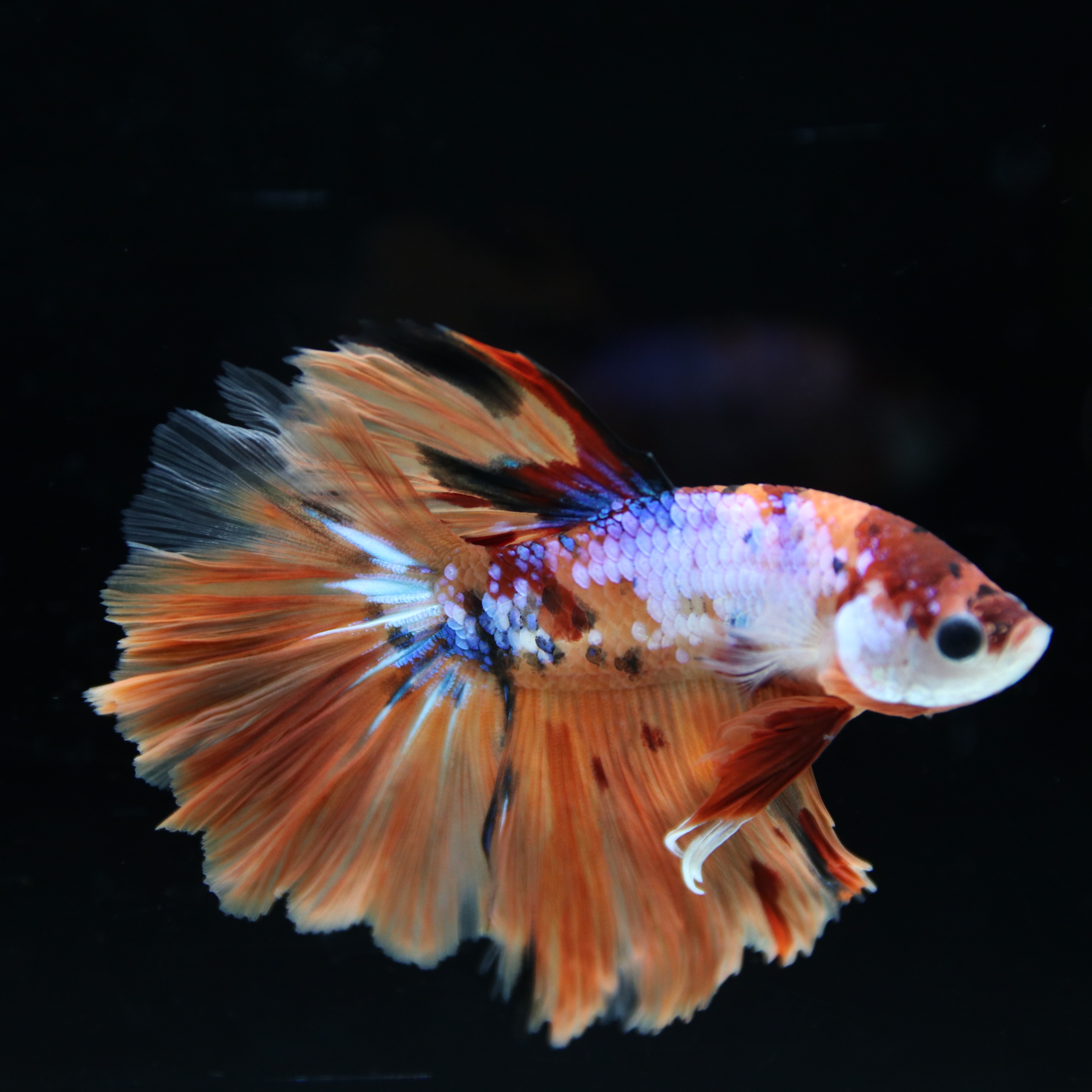 Betta Spendens Fancy Multicolor Half Moon Male HM-BL-28042026-015 media 5