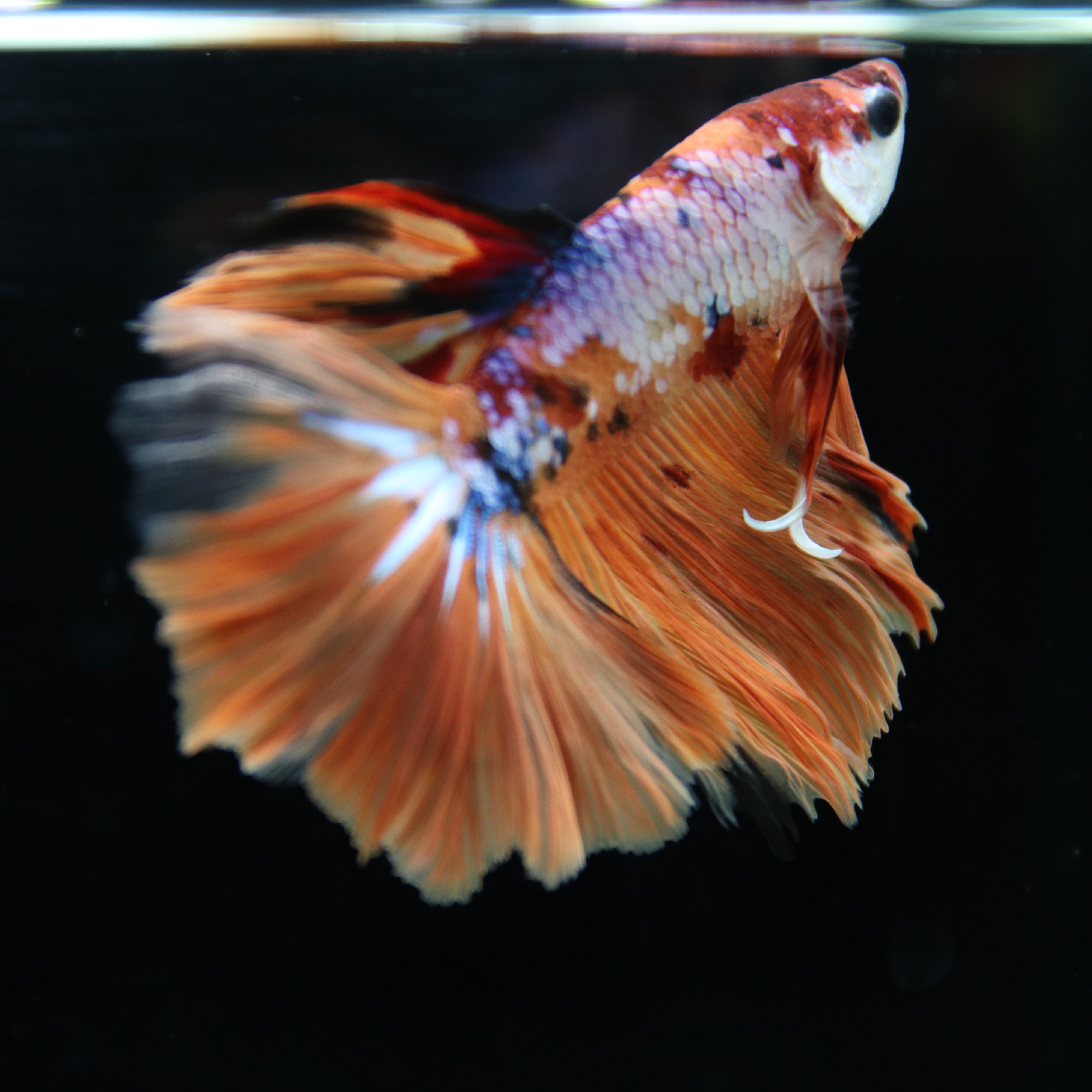 Betta Spendens Fancy Multicolor Half Moon Male HM-BL-28042026-015