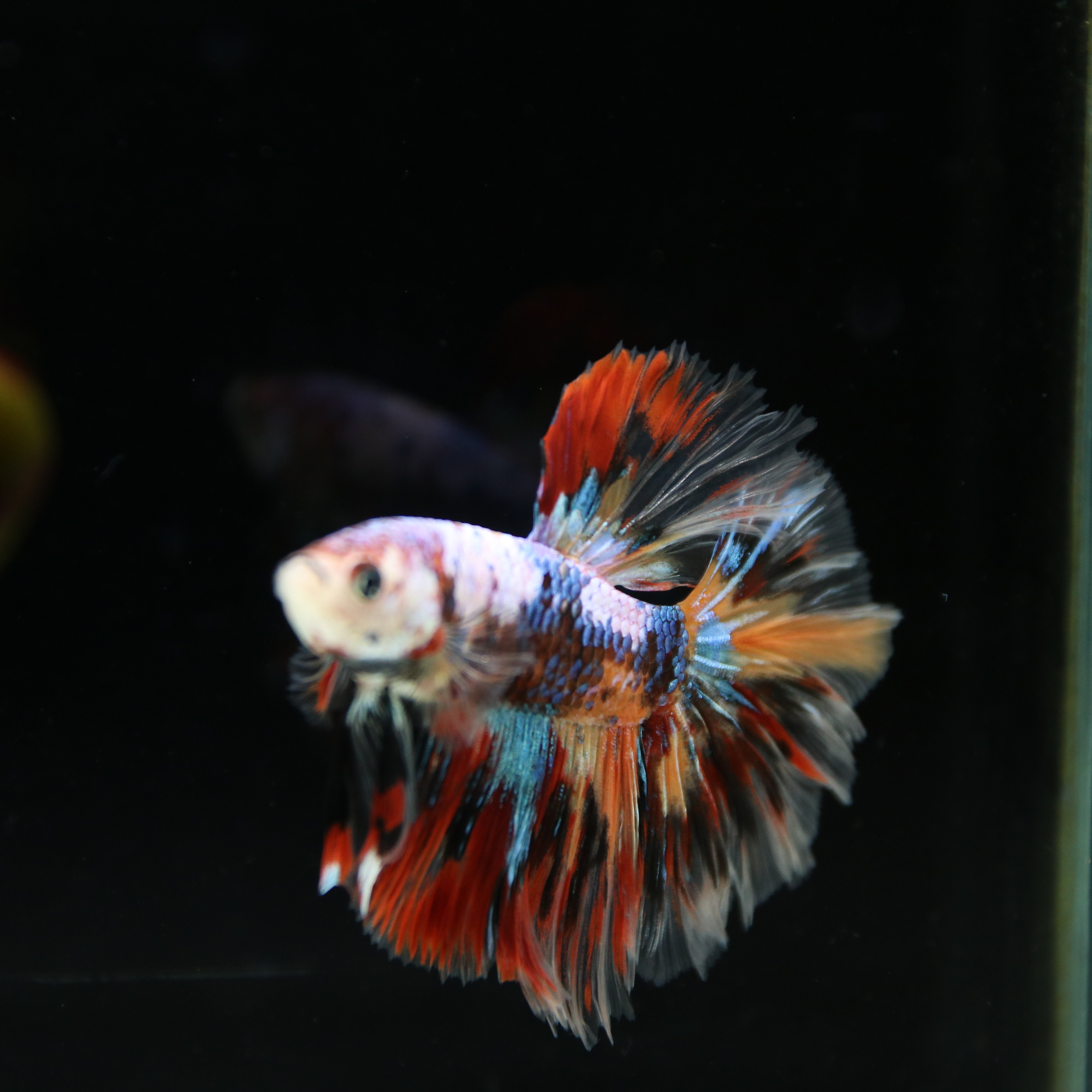 Betta Spendens Fancy Multicolor Half Moon Male HM-BL-28042026-016