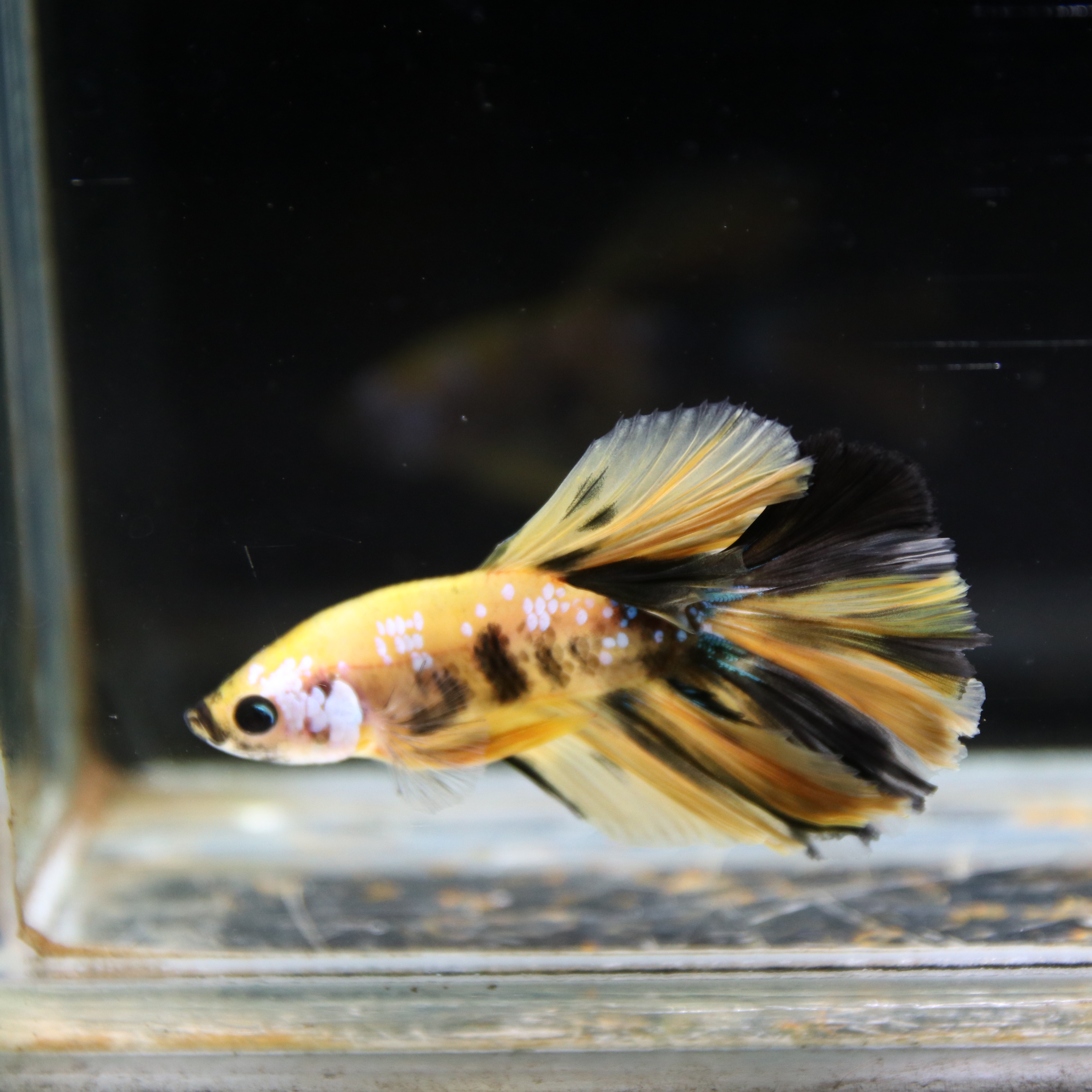 Betta Spendens Fancy Multicolor Half Moon Male HM-BL-28042026-016 media 3