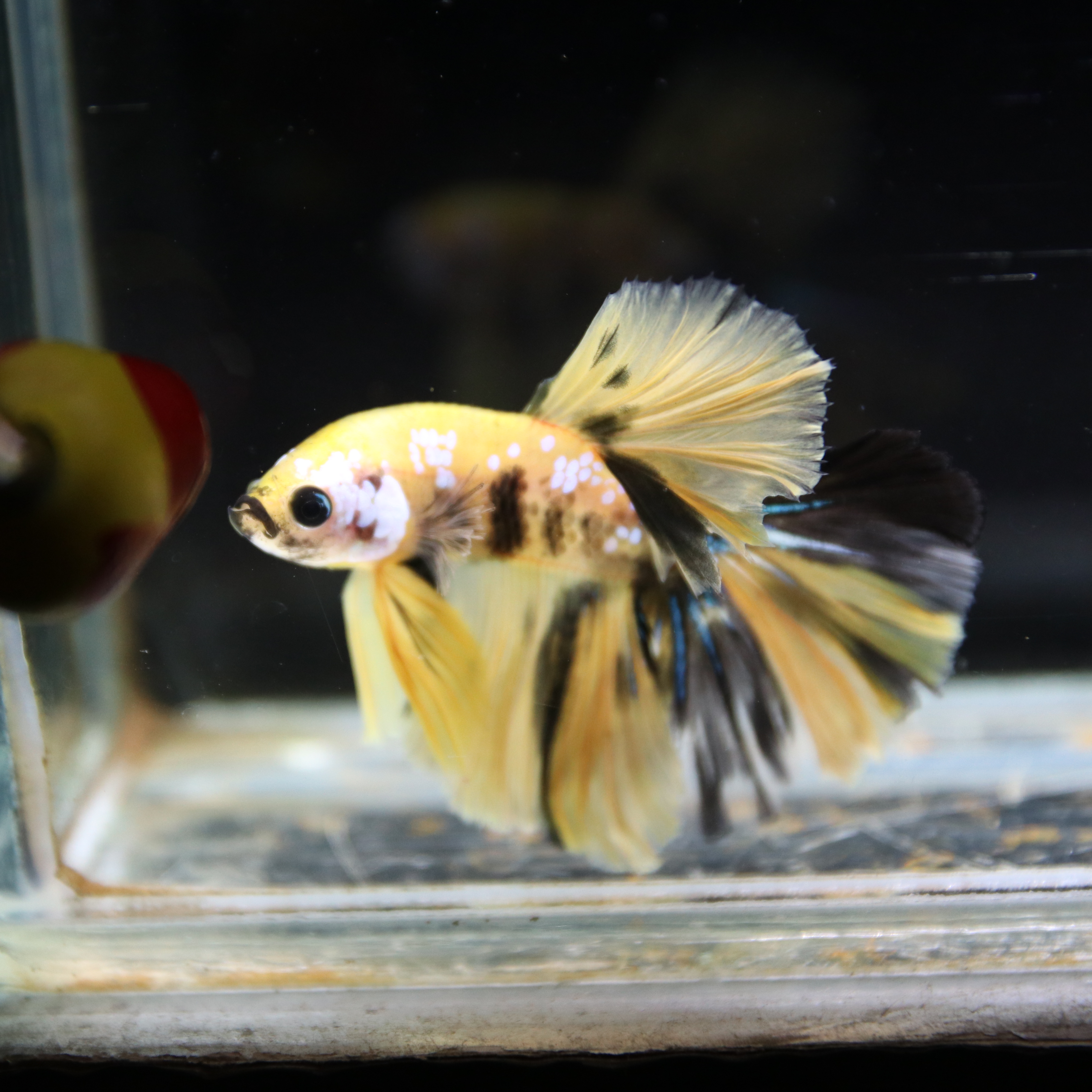 Betta Spendens Fancy Multicolor Half Moon Male HM-BL-28042026-016 media 4