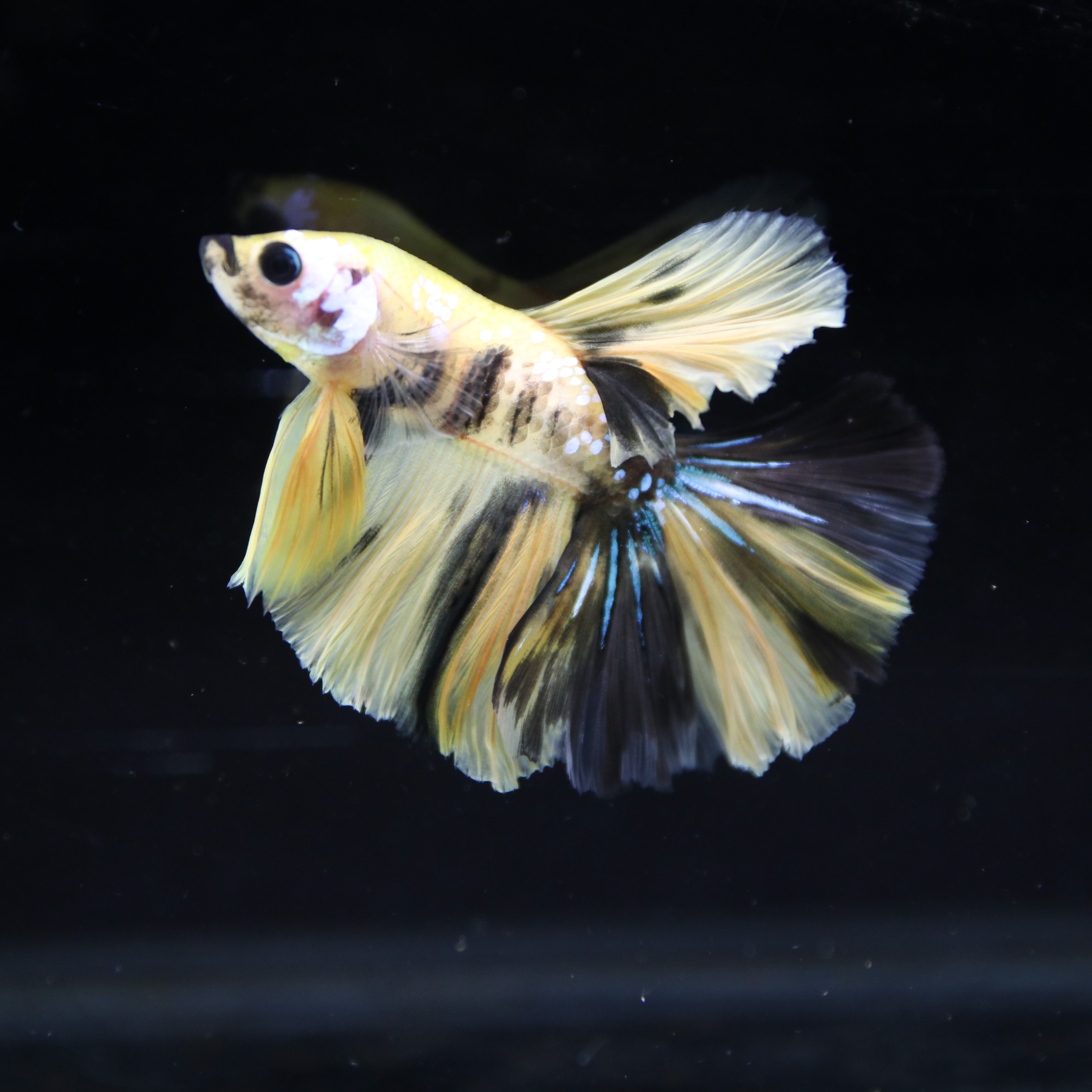 Betta Spendens Fancy Multicolor Half Moon Male HM-BL-28042026-016