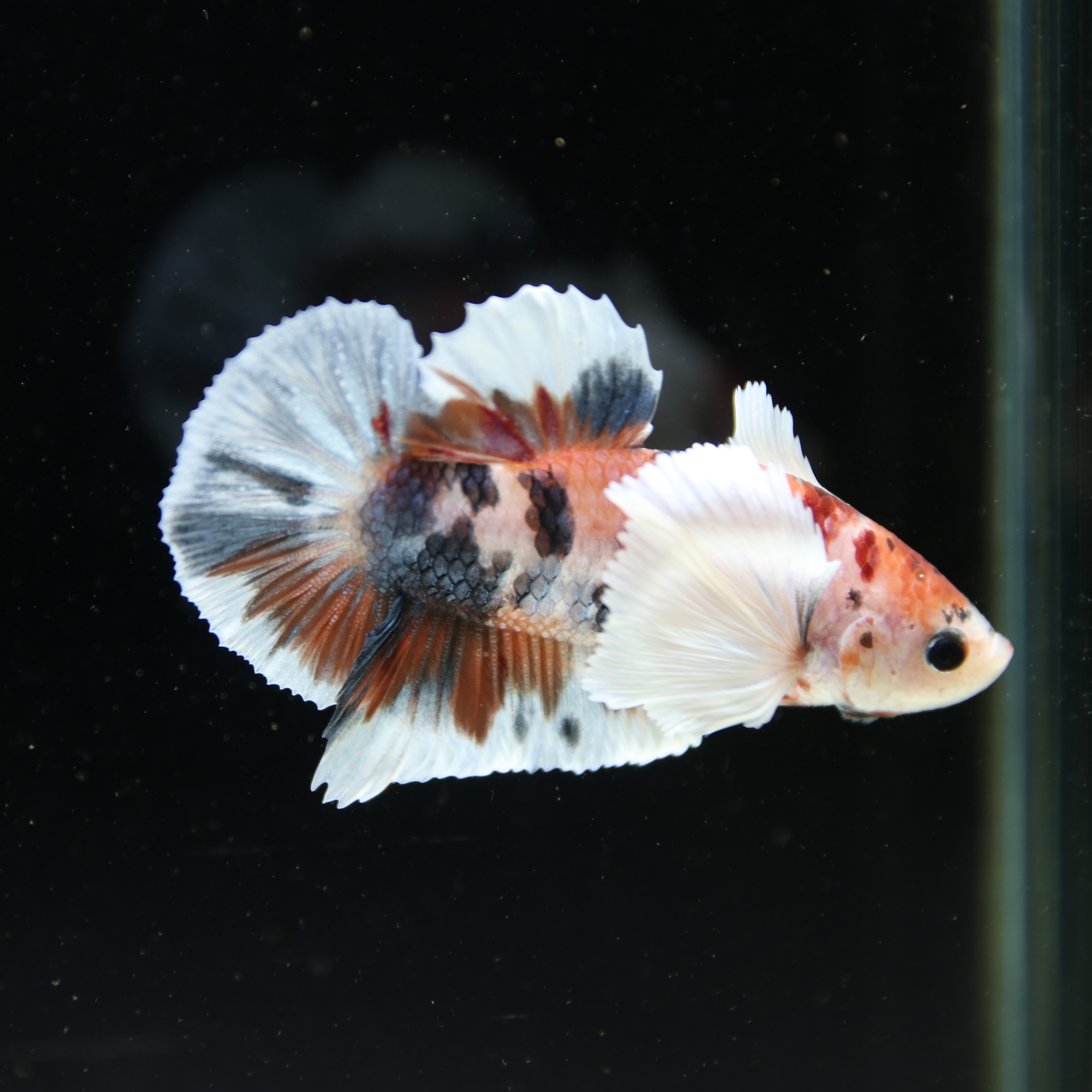 Betta Spendens Fancy Multicolor Dombo Big Ear Male HM-BL-28042026-017