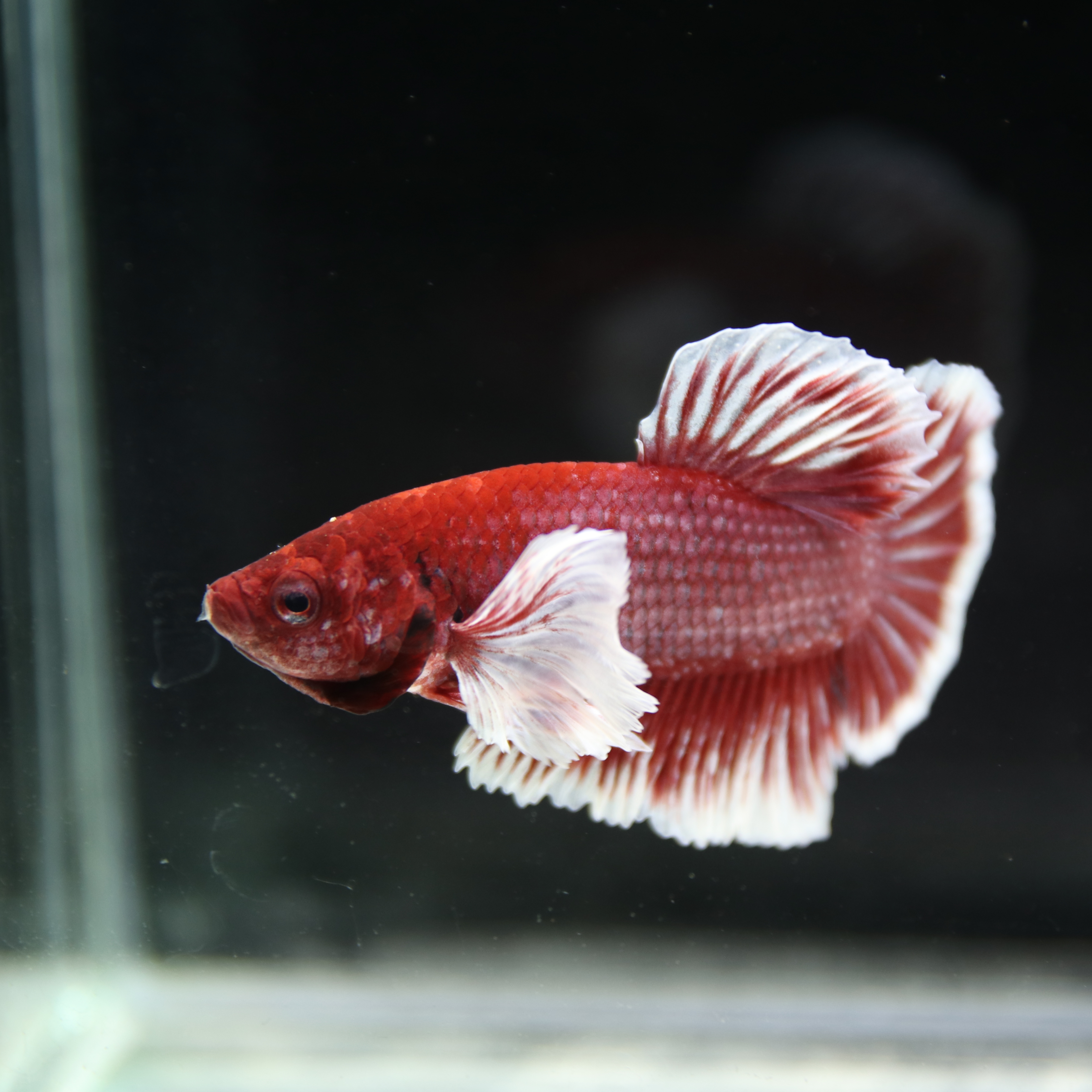 Betta Spendens Fancy Lavender Dombo Big Ear Male HM-BL-28042026-017 media 4